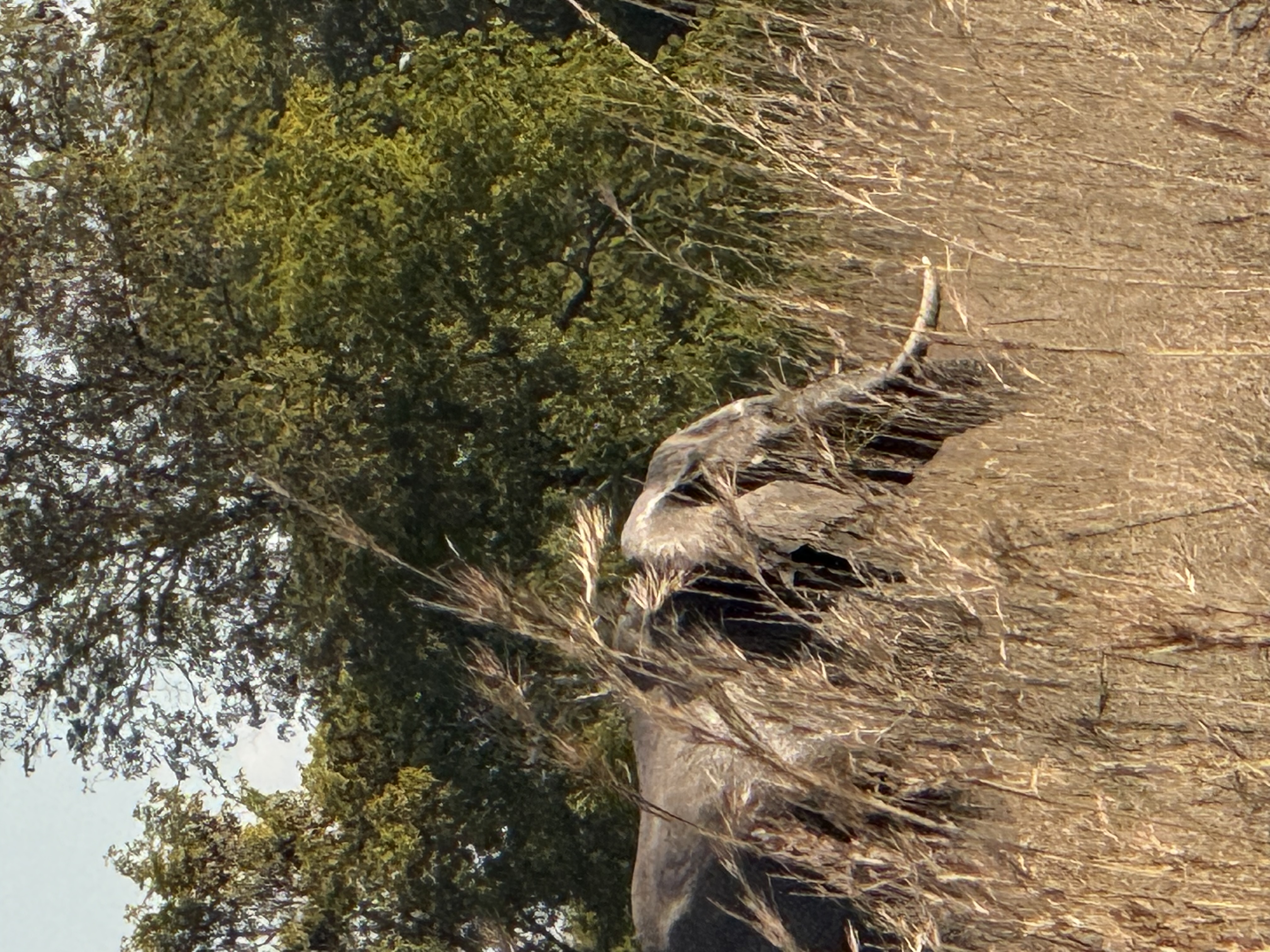 IMG_4660.jpeg