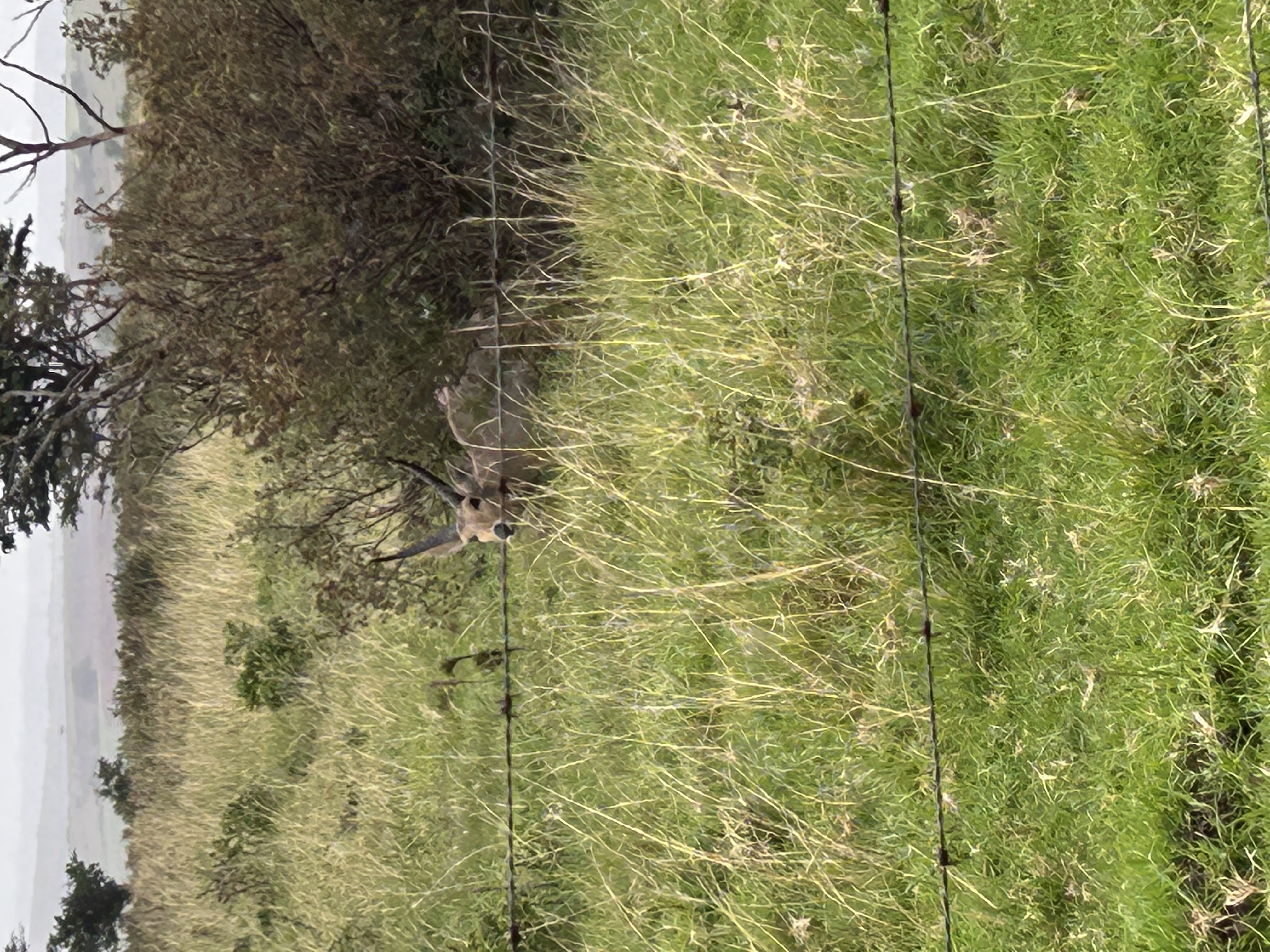 IMG_4821.jpeg
