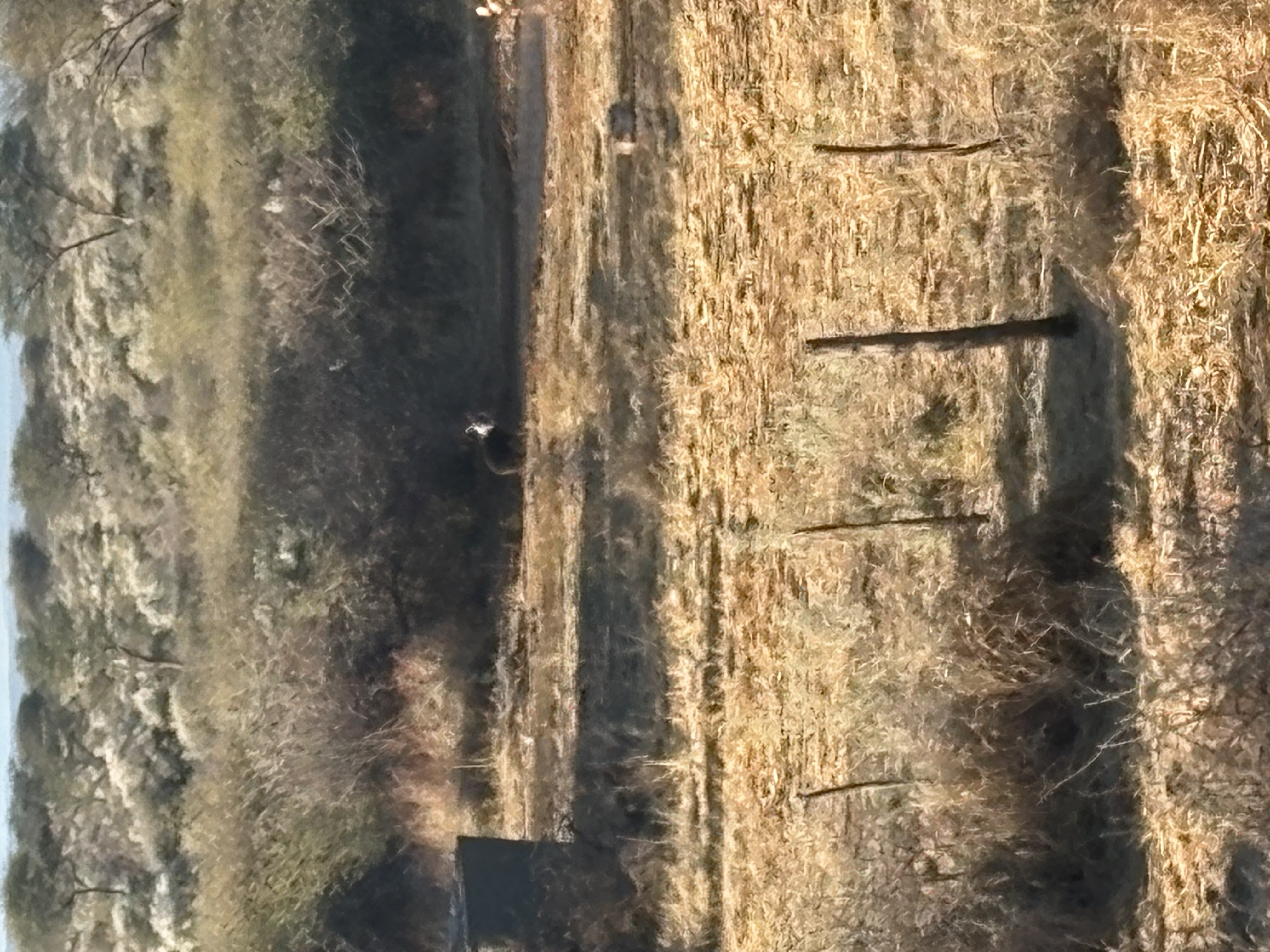 IMG_5005.jpeg