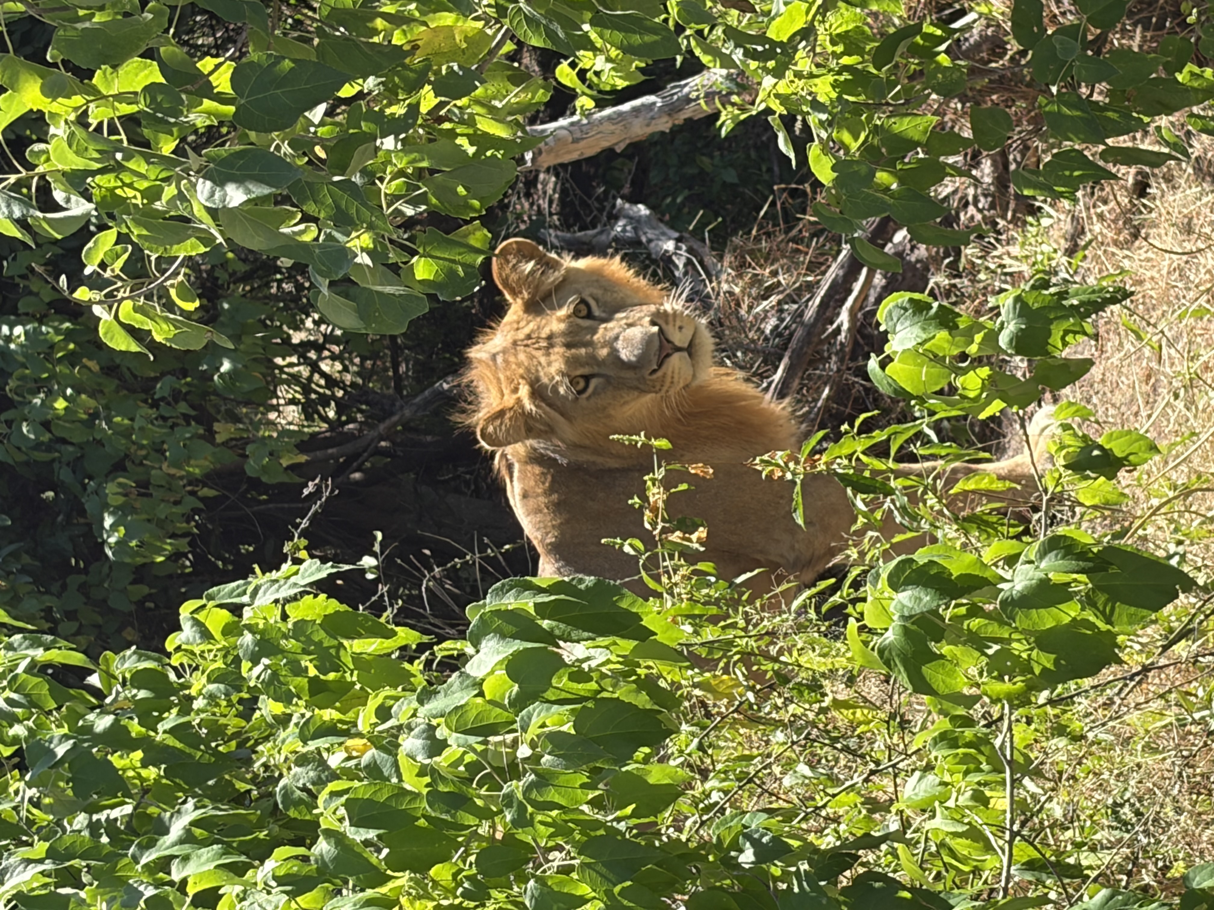 IMG_5073.jpeg