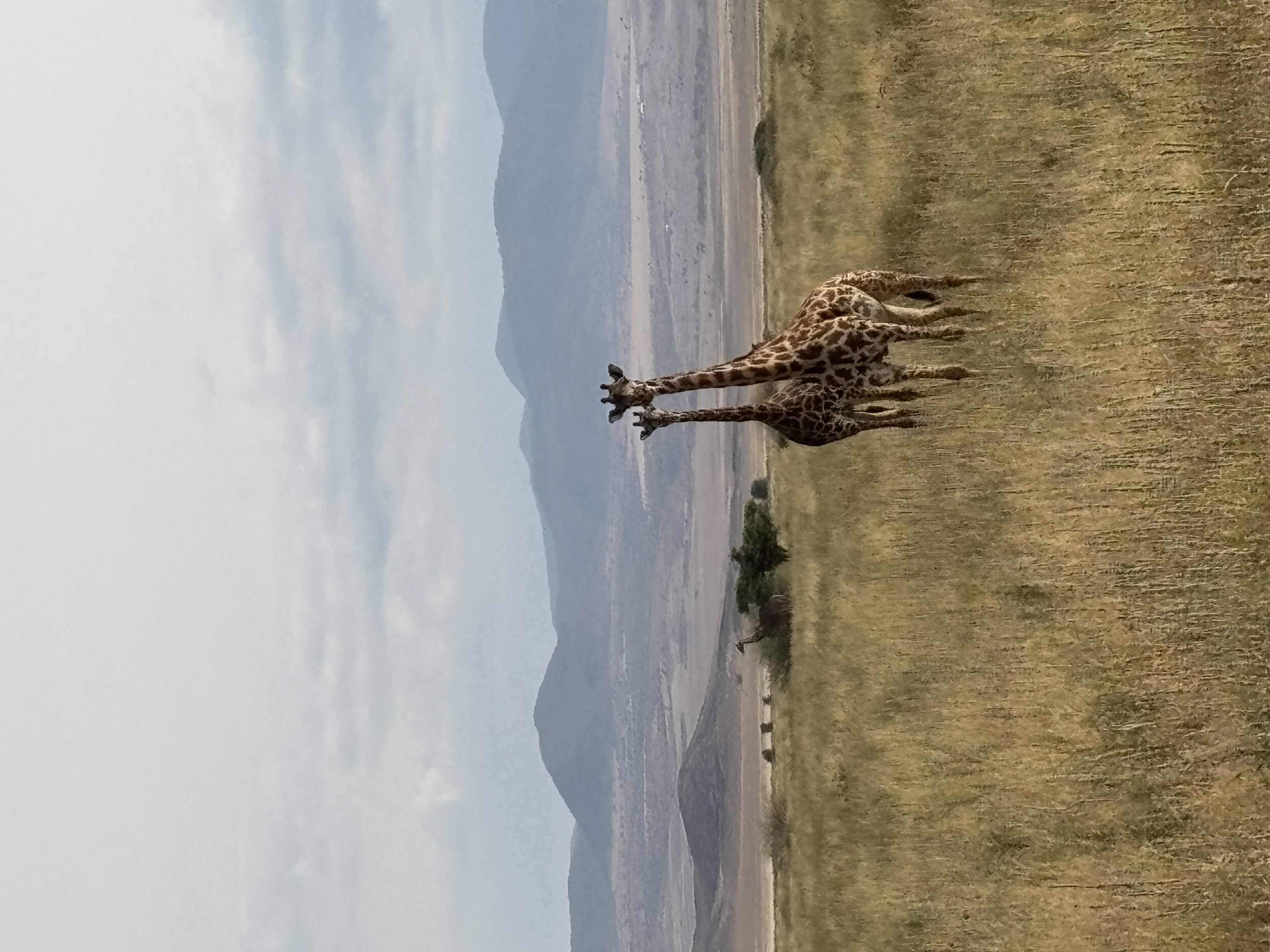IMG_5929.jpeg