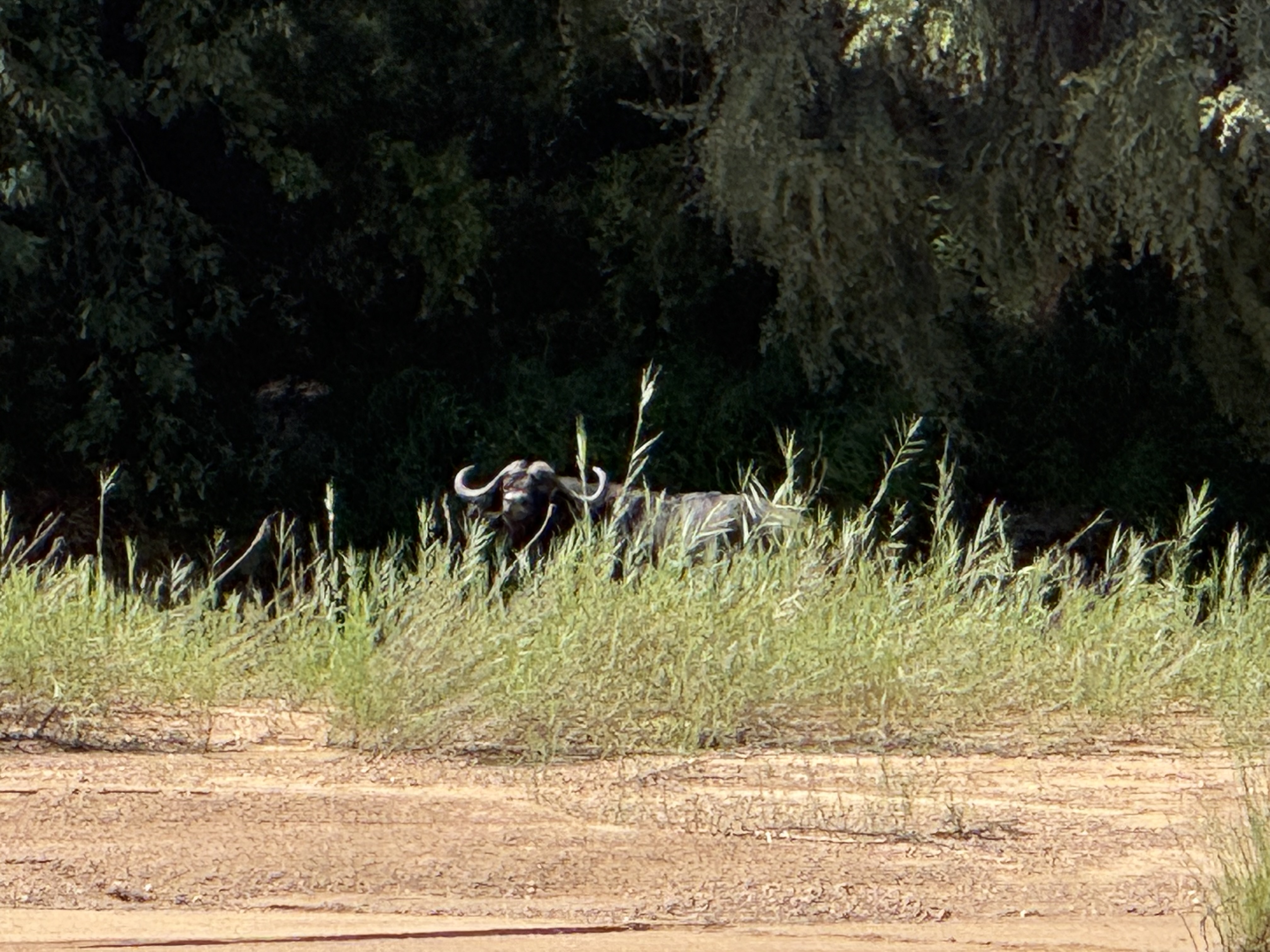 IMG_6174.jpeg