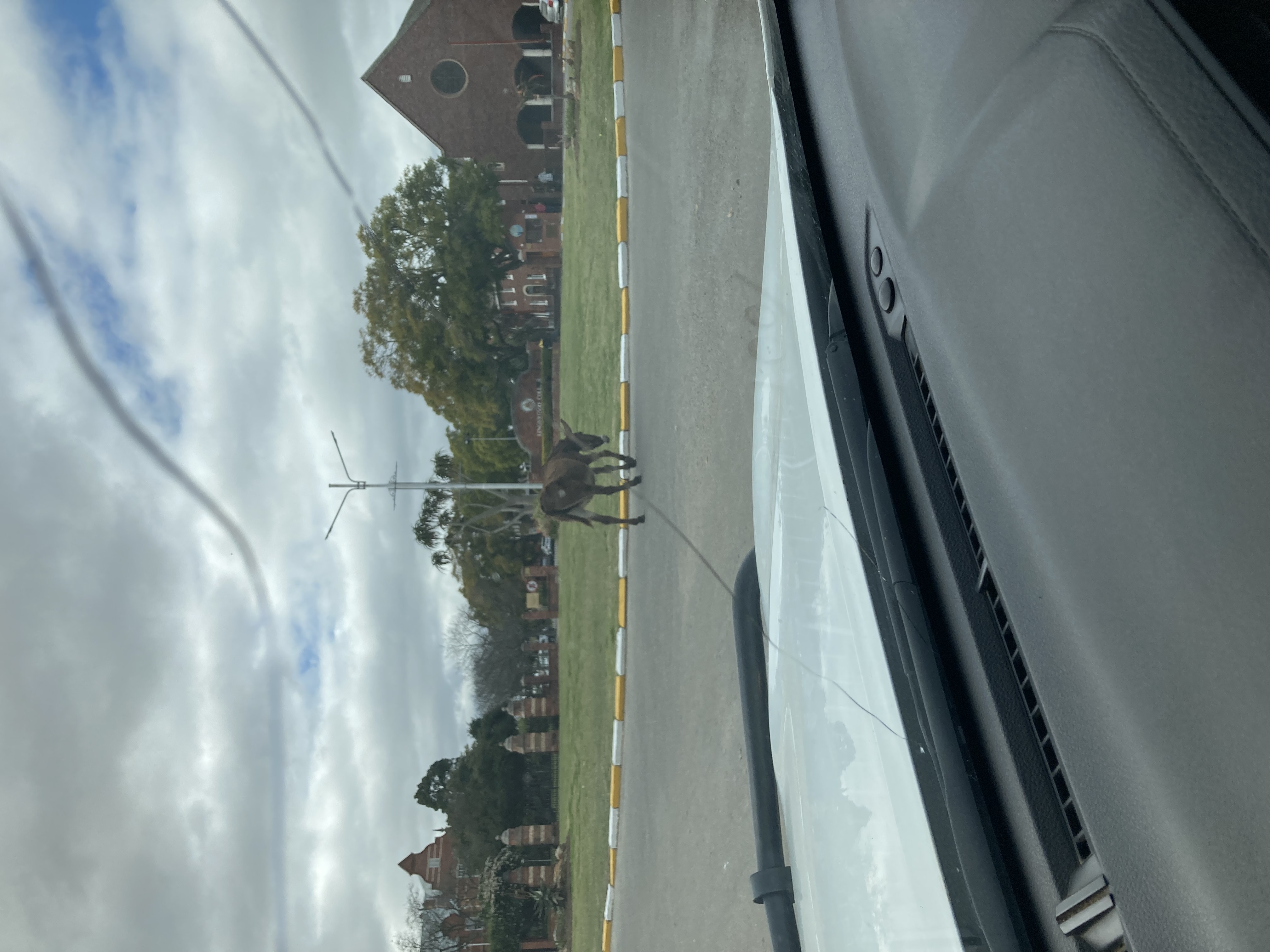 IMG_6186.jpeg