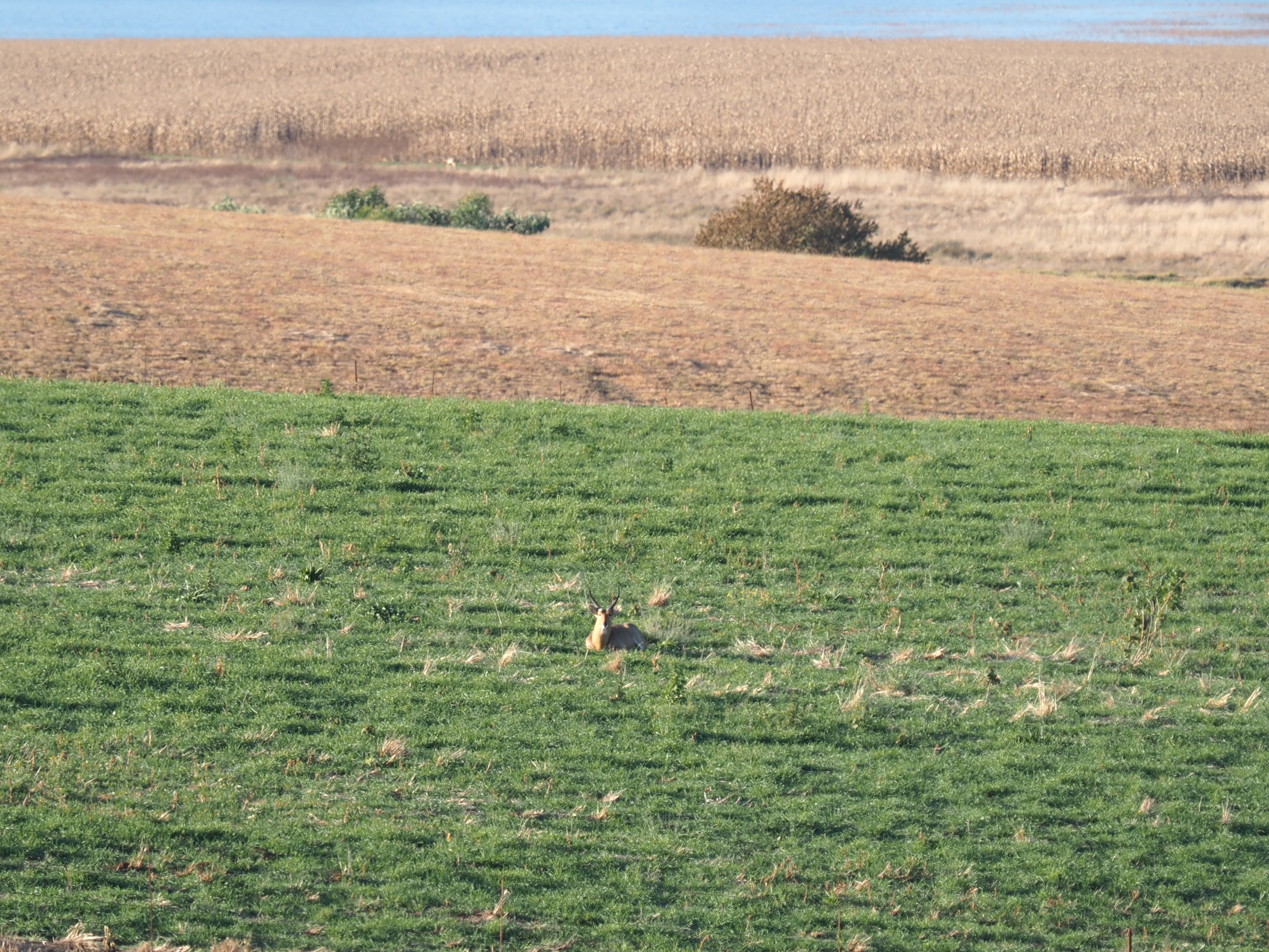 IMG_6292 Buck bedded in another field.JPG