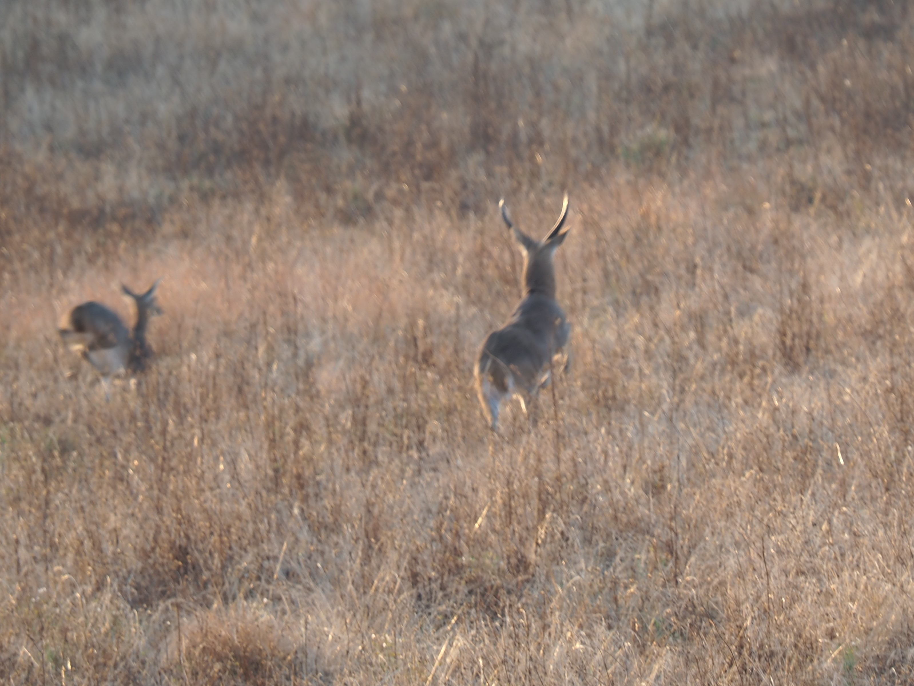 IMG_6602 Reedbuck running away.JPG