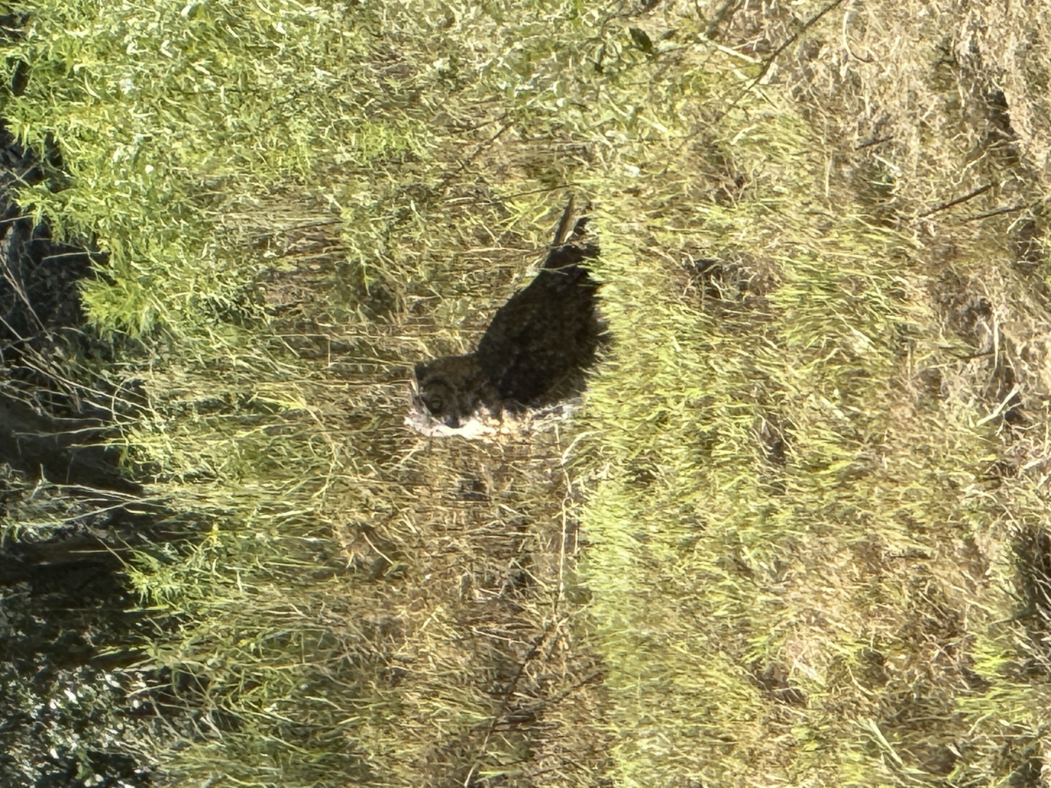 IMG_6737.jpeg