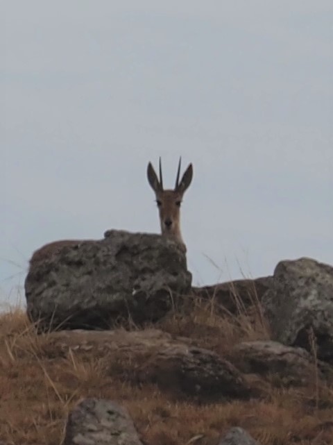 IMG_6760 Vaal buck keeping an eye on us.JPG