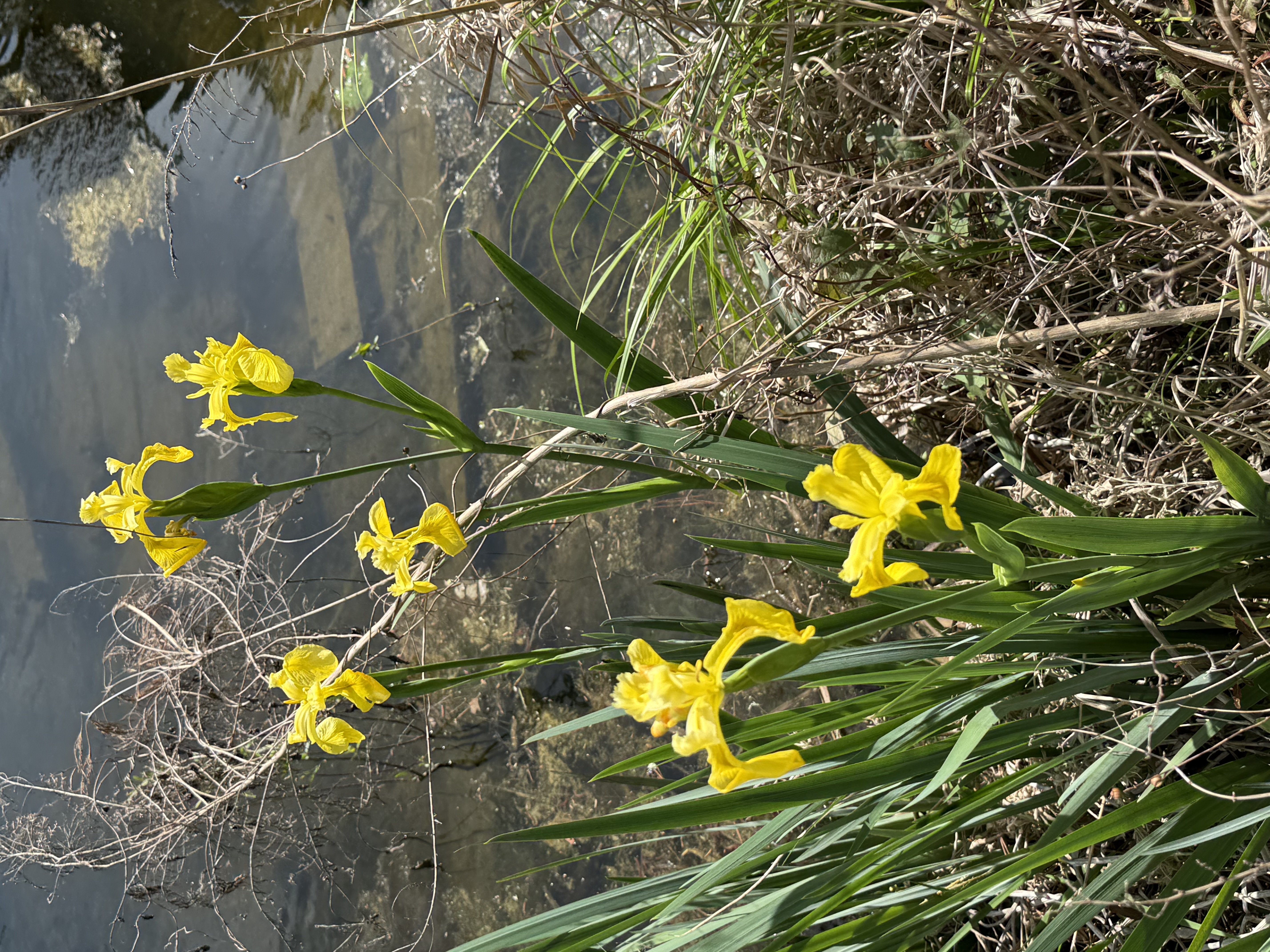 IMG_7862.jpeg