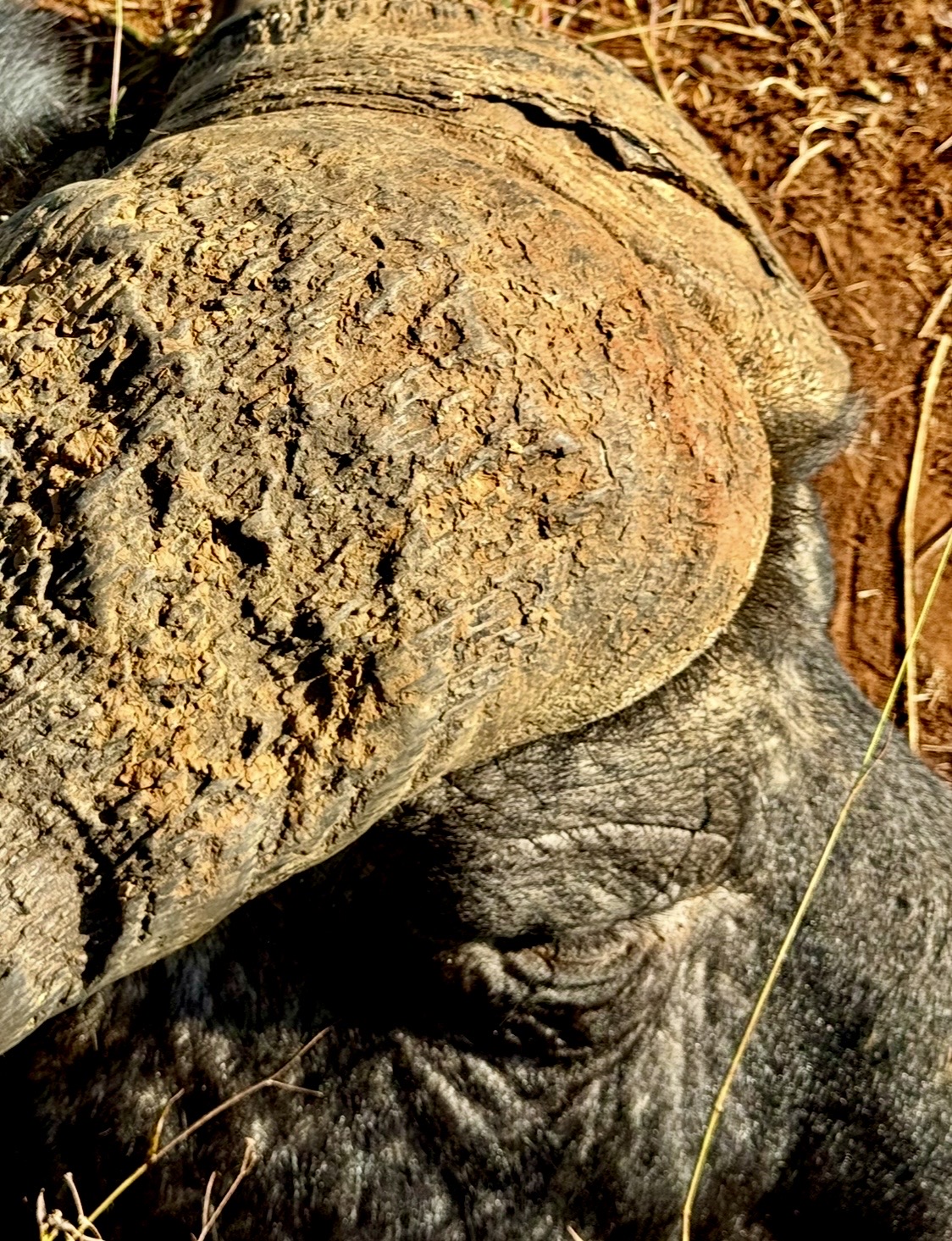 IMG_8255.jpeg