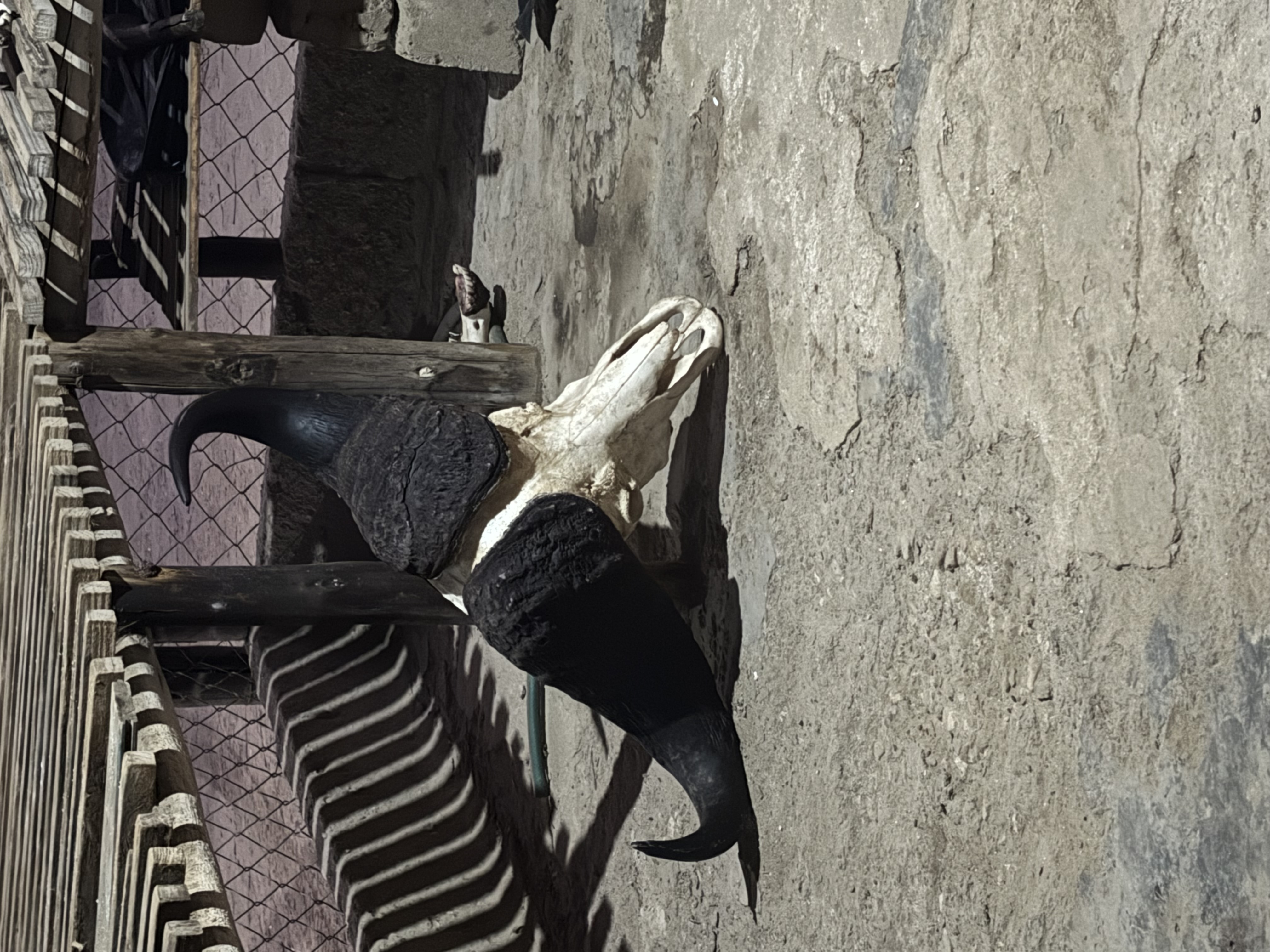 IMG_8264.jpeg