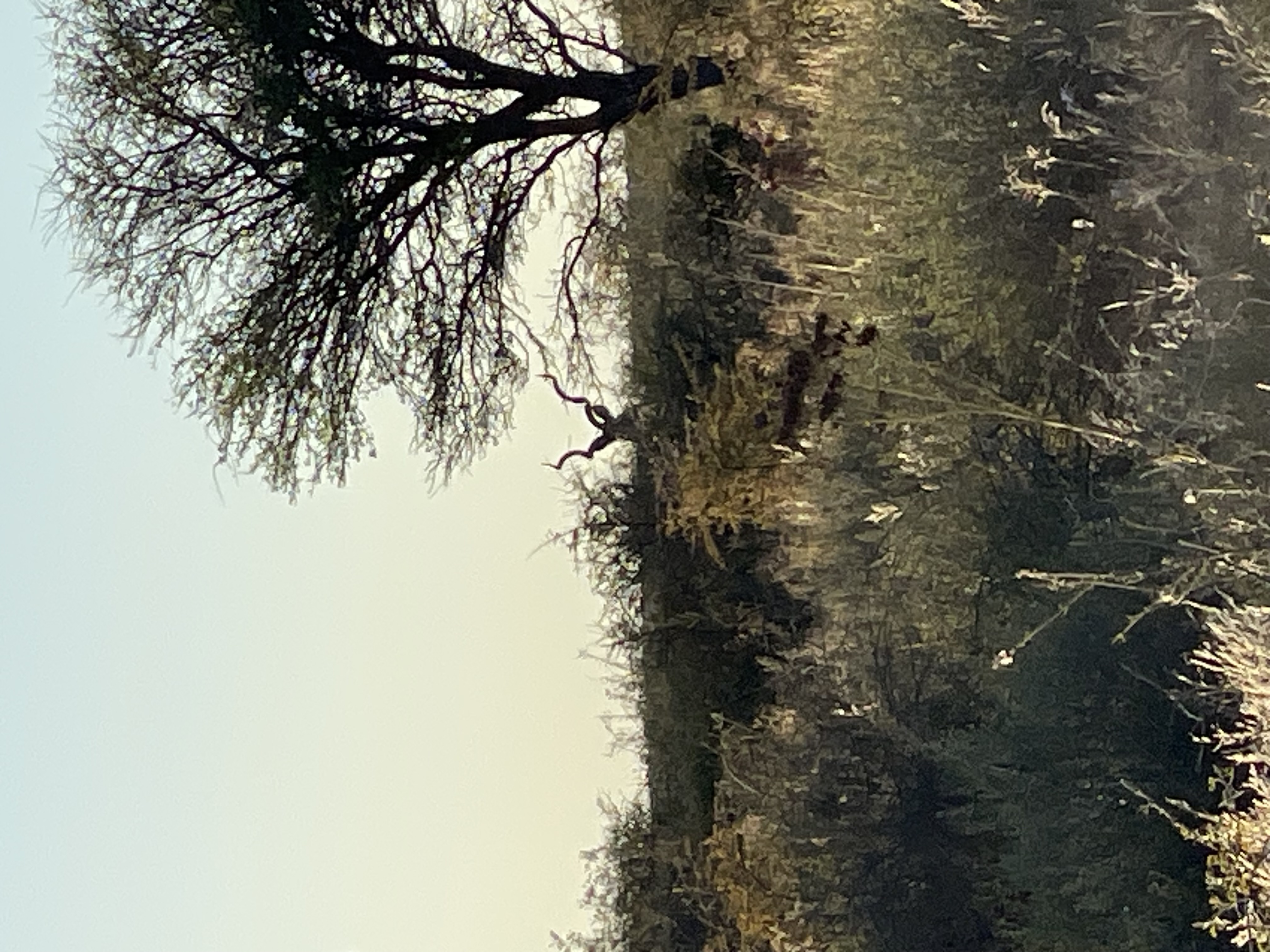 IMG_8267.jpeg