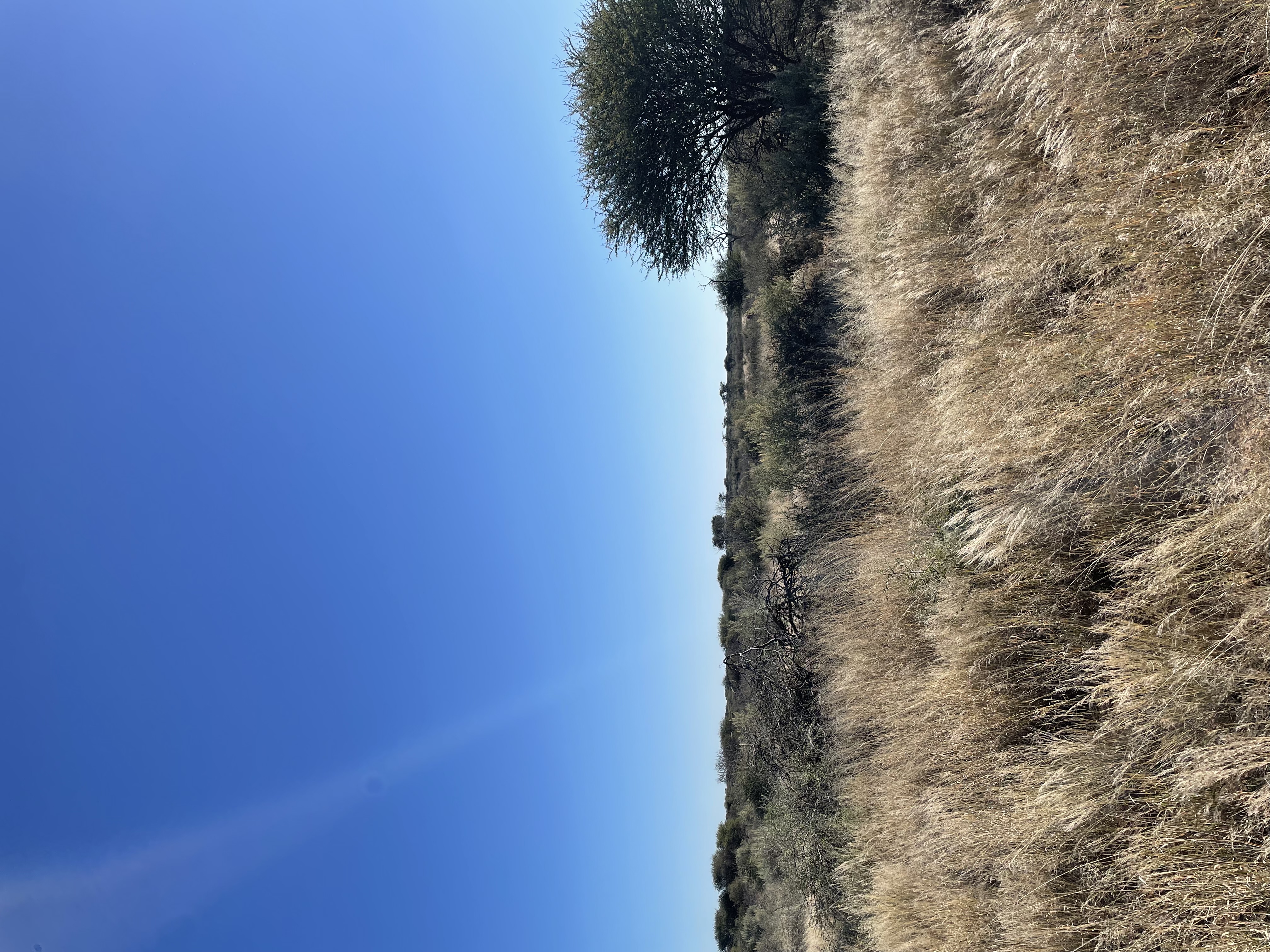 IMG_8378.jpeg