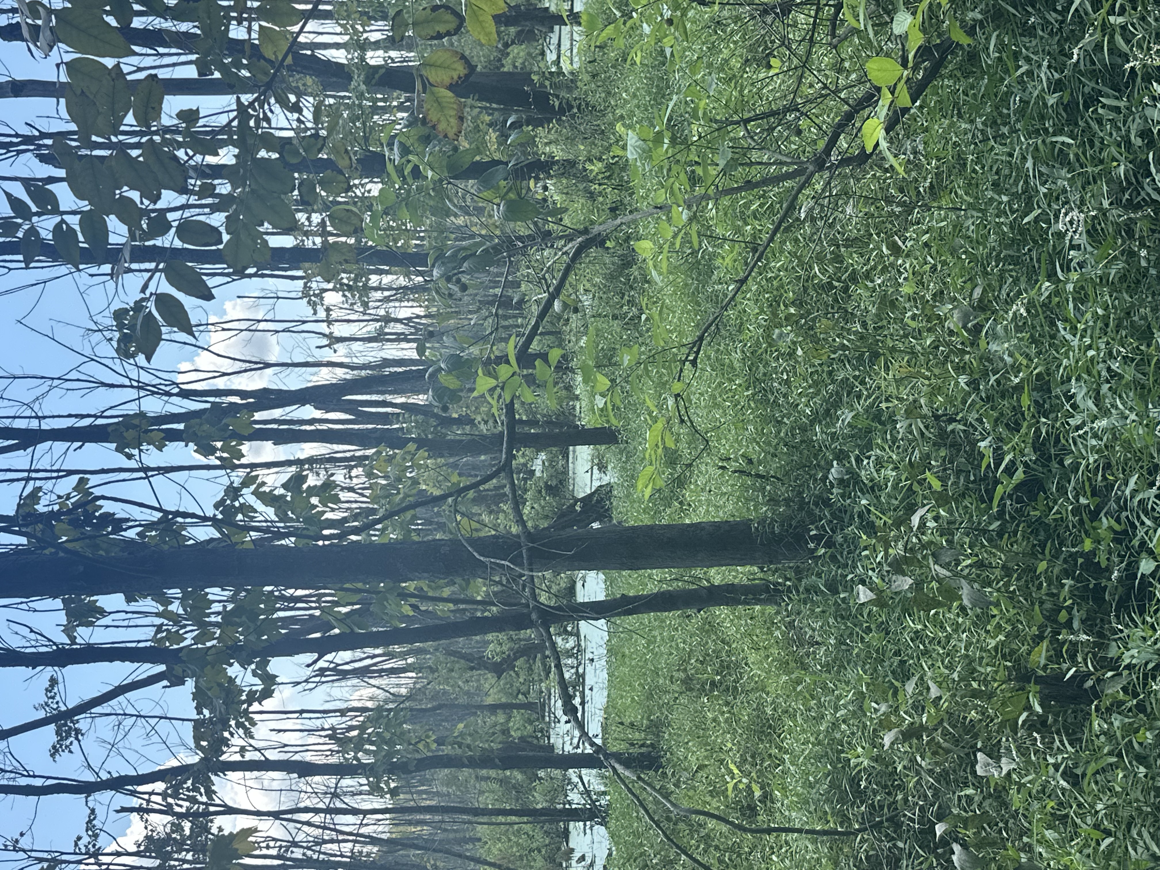 IMG_8745.jpeg