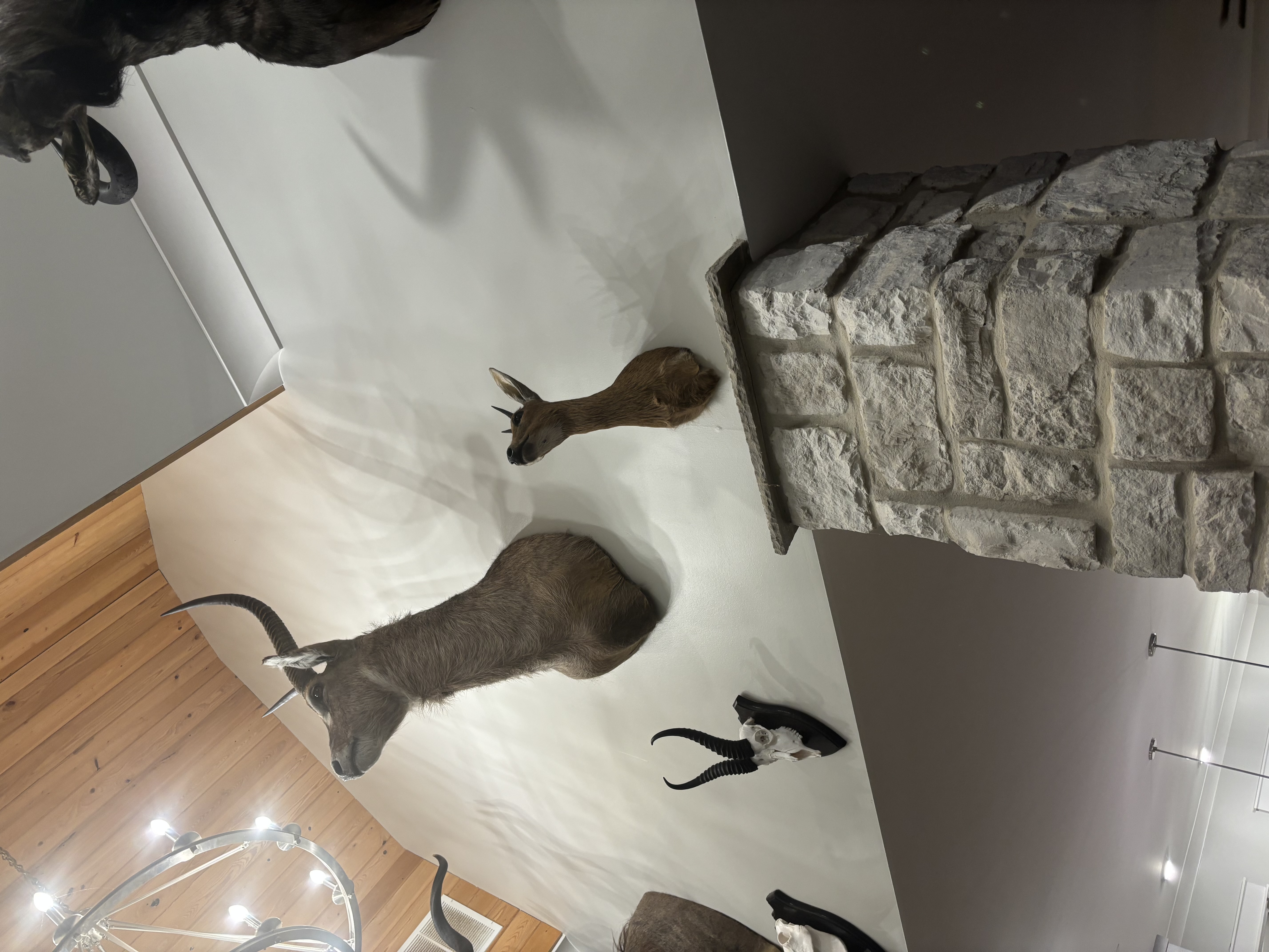 IMG_8782.jpeg