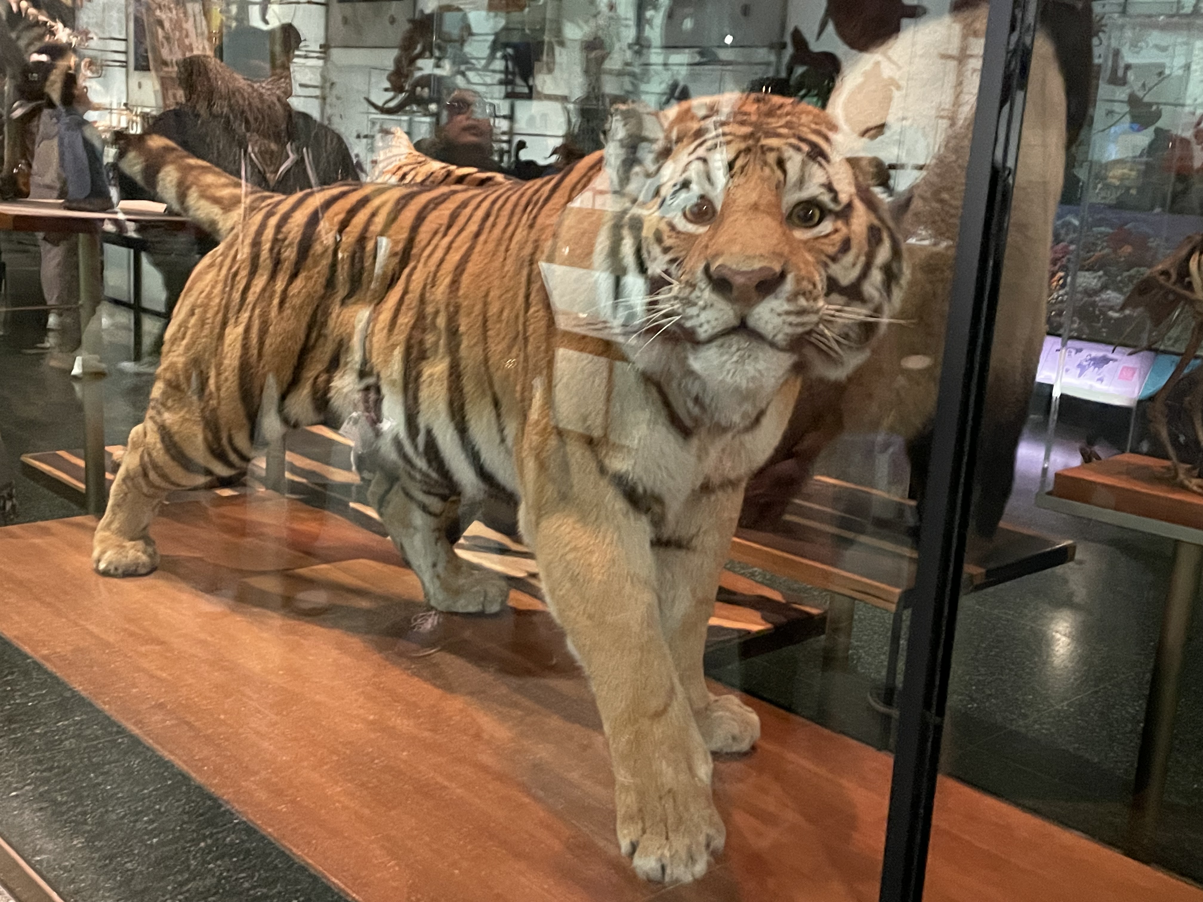 IMG_9706.jpeg