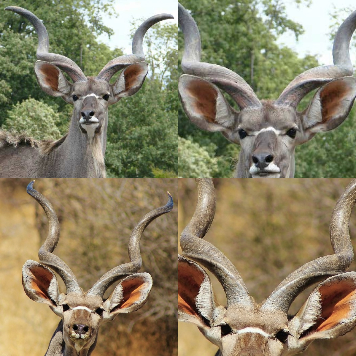 immature kudu.jpg