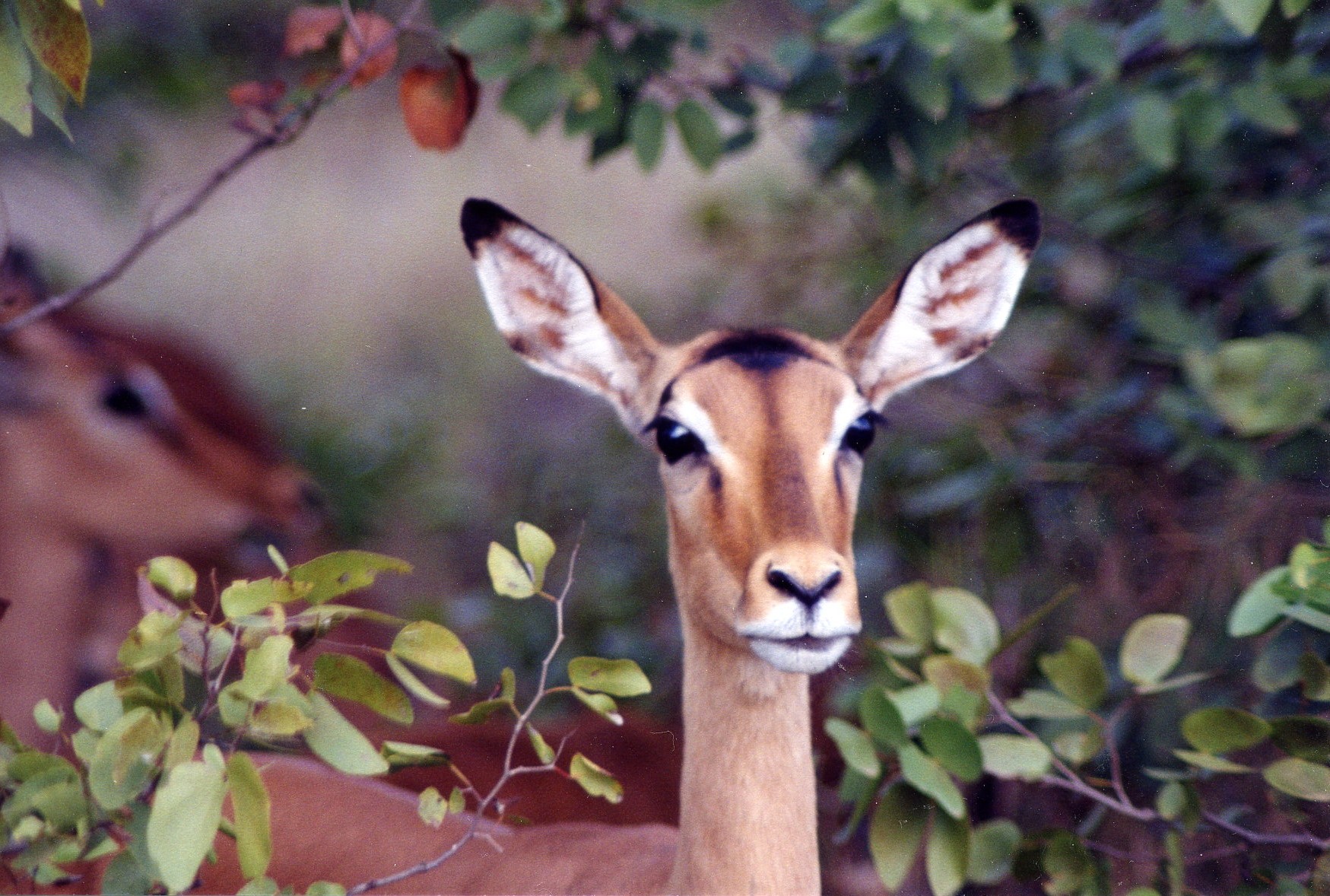 impala doe-photo contest.jpg