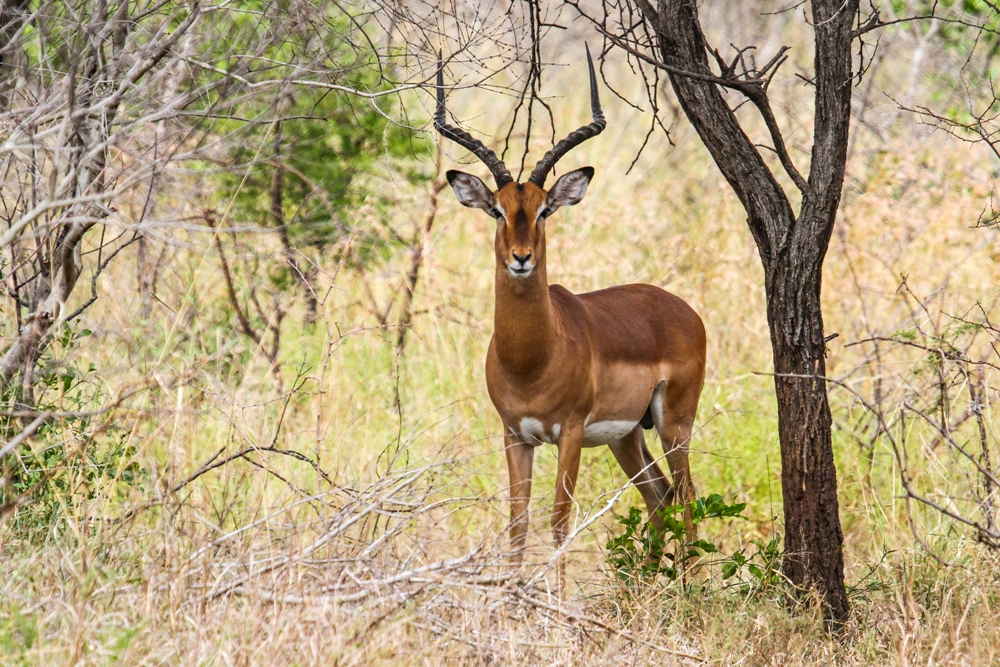 Impala.jpg