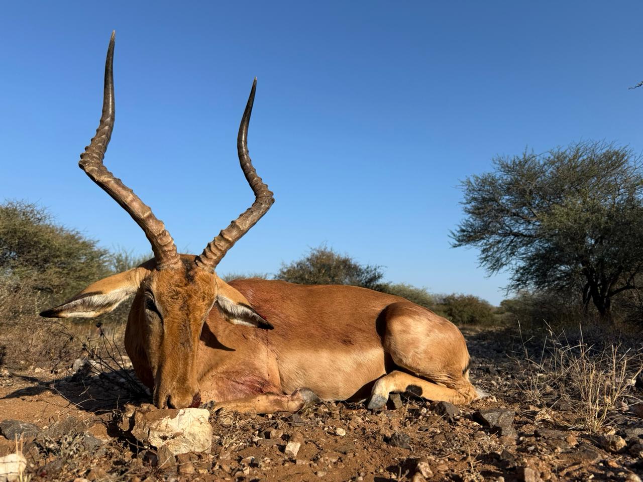 Impala Ram .jpeg