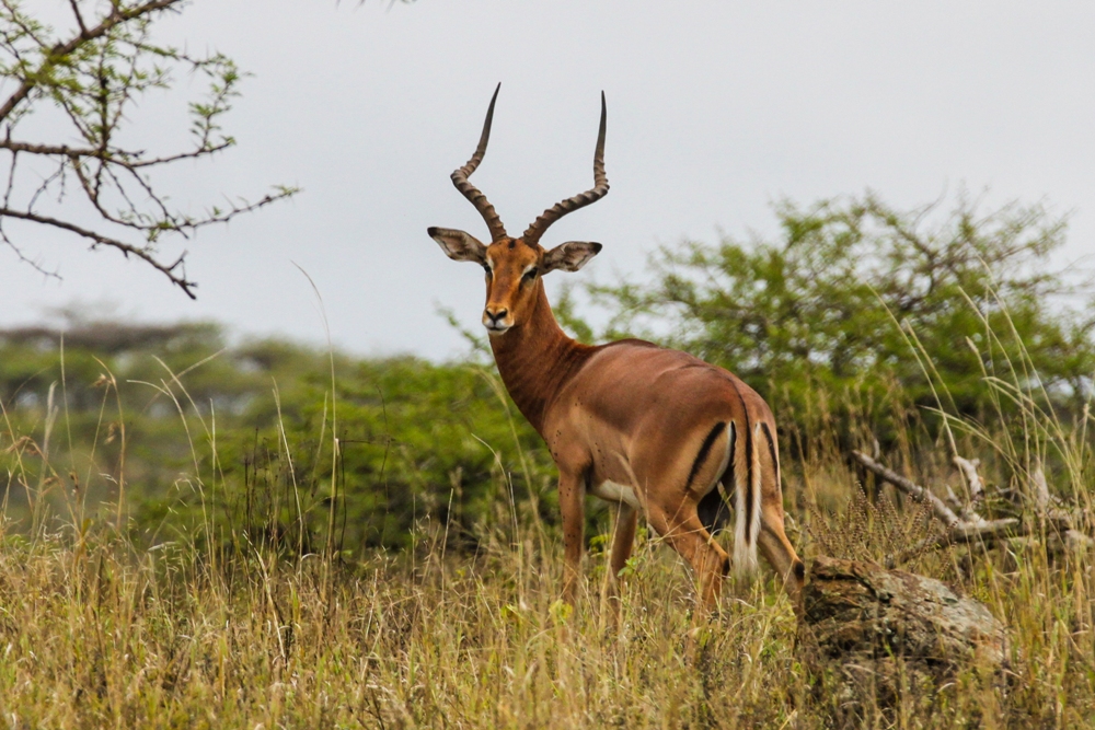 Impala3.jpg