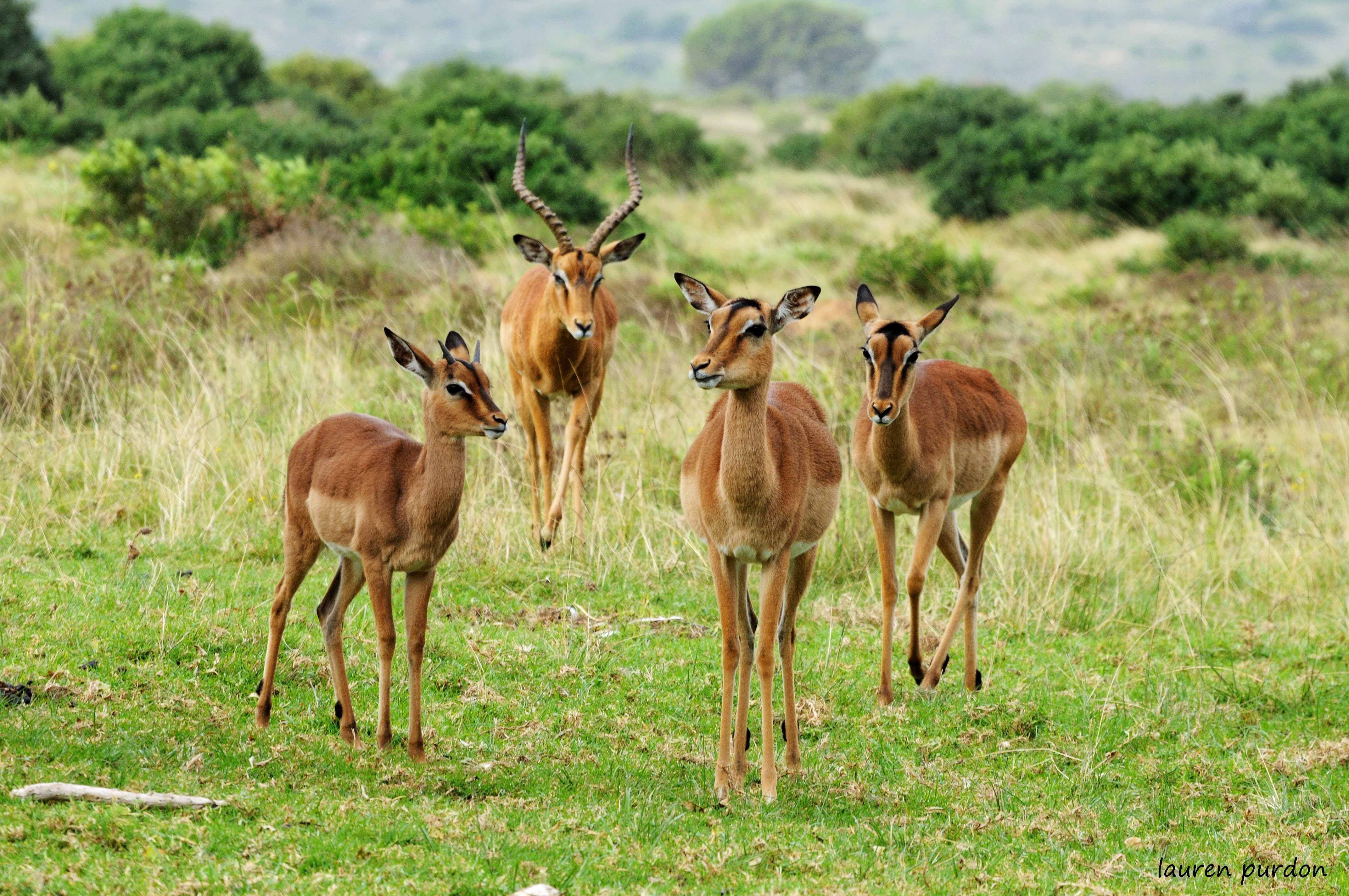 impalas-jpg.162279