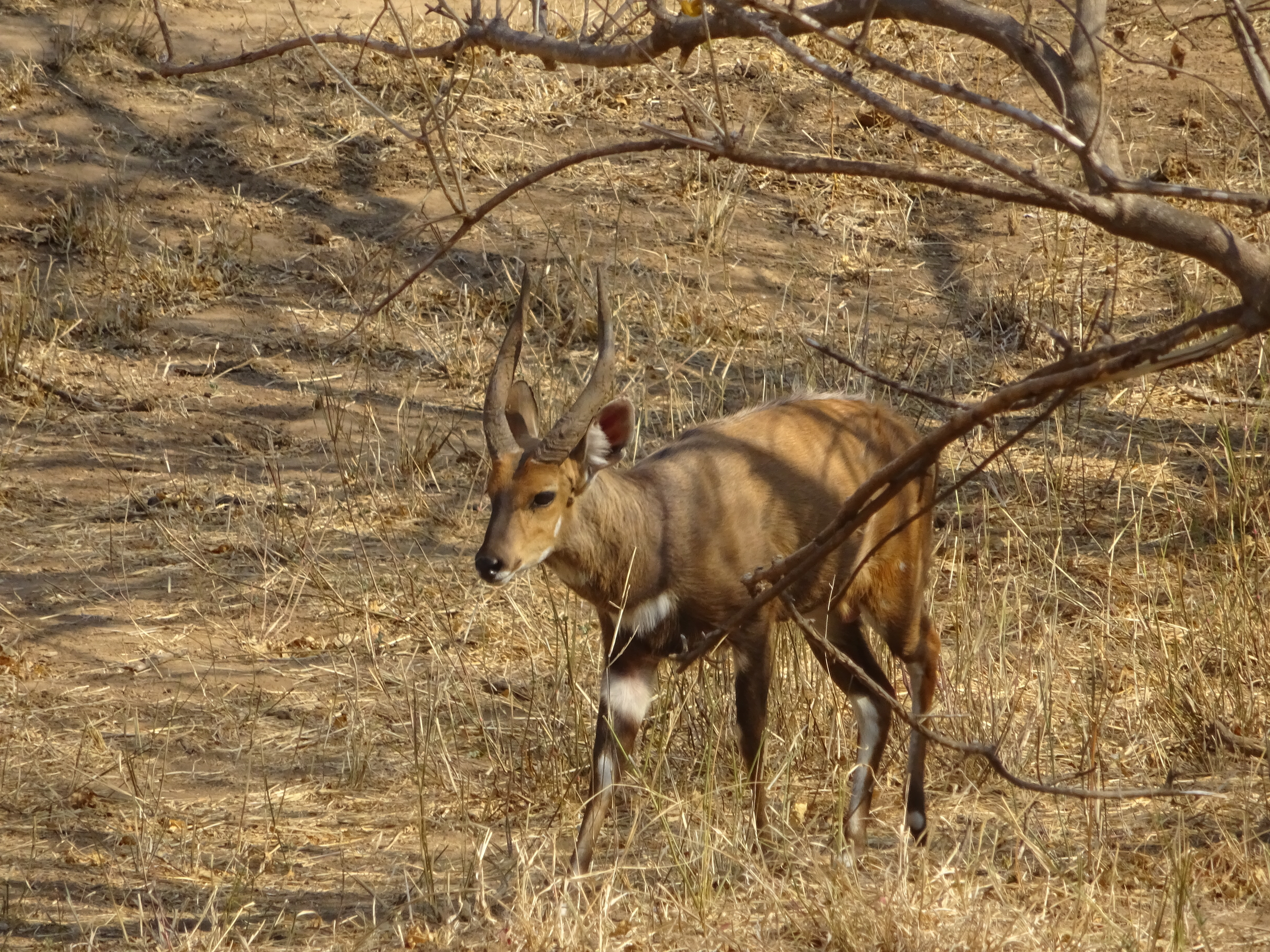 in Botswana.JPG