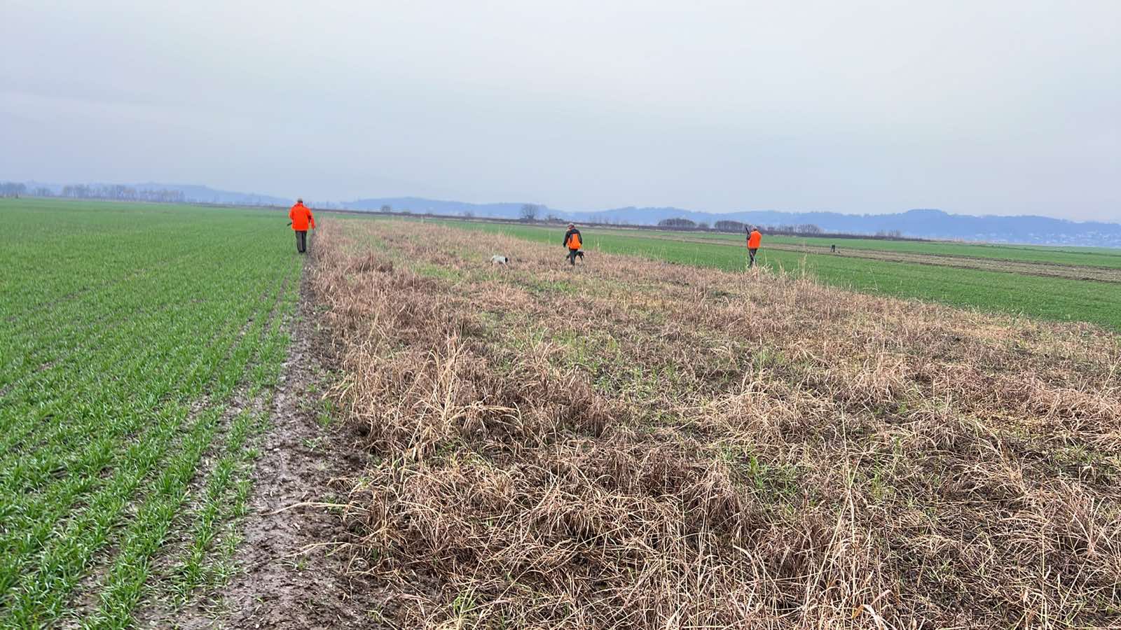 In the fields with dogs.jpg