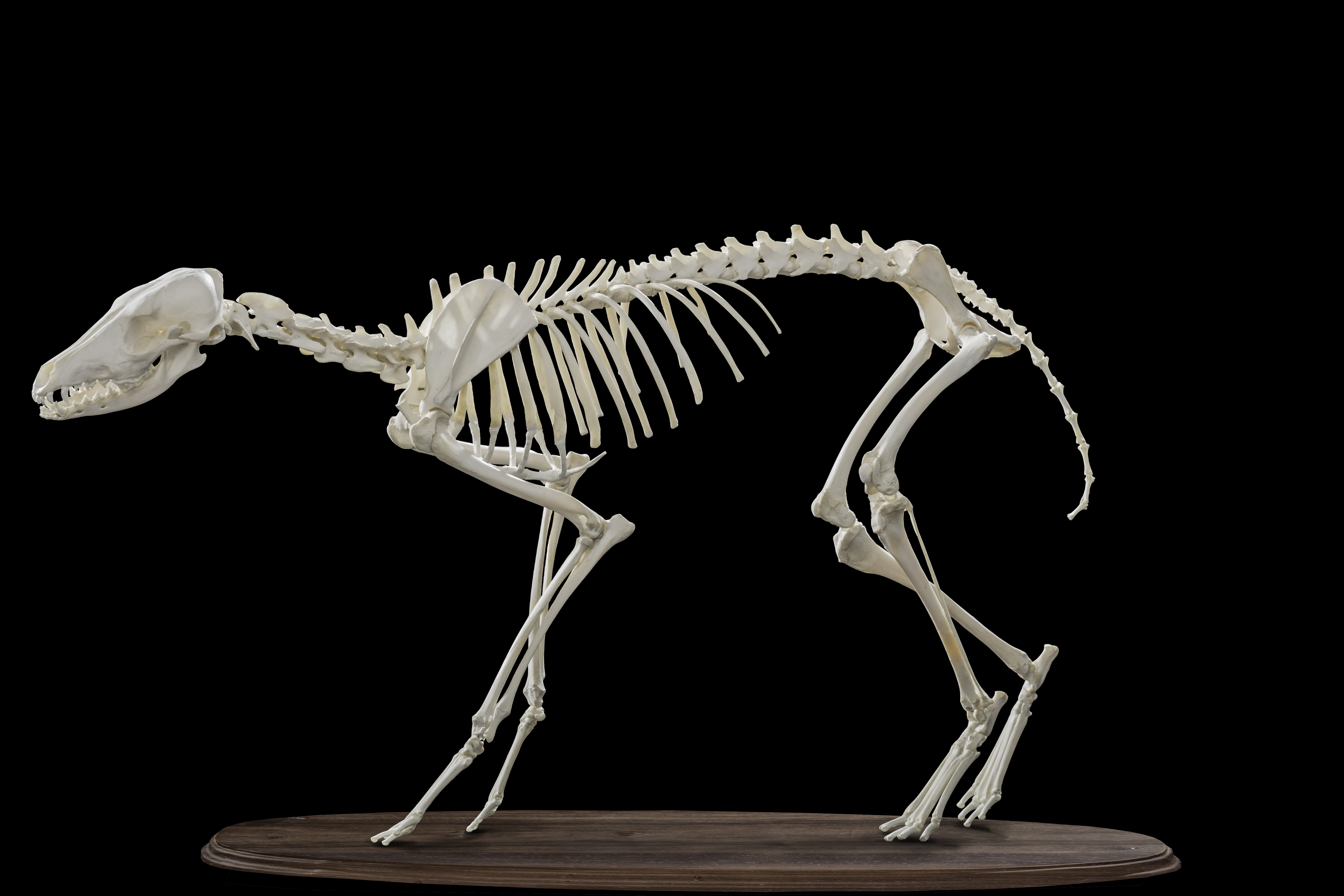Jackal Skeleton.jpg