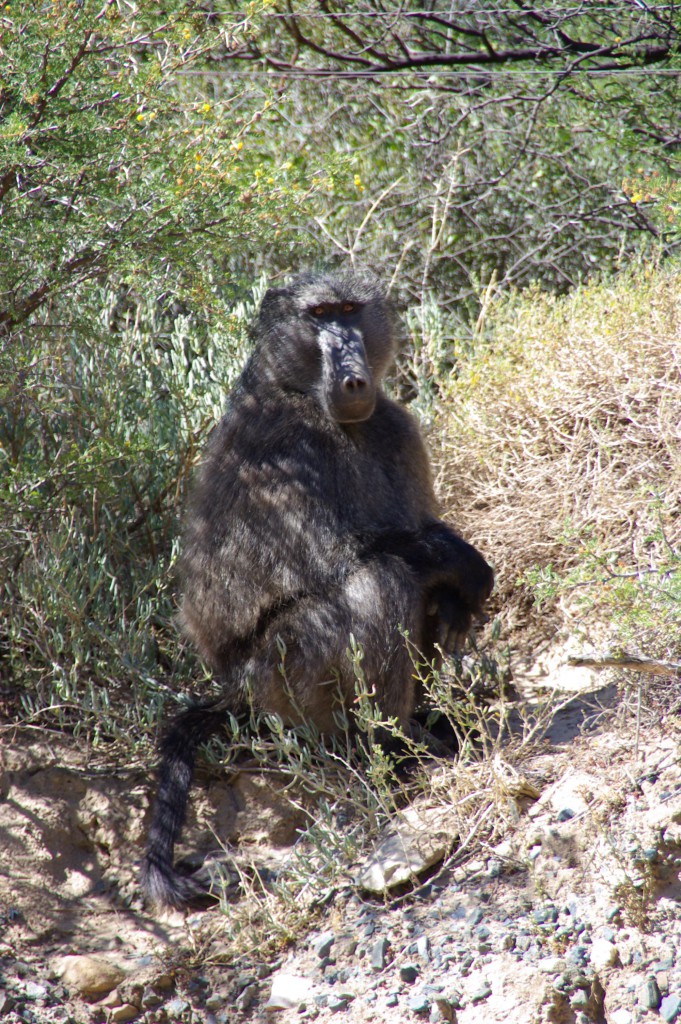 Jaeger-Namibia-baboon-681x1024.jpg