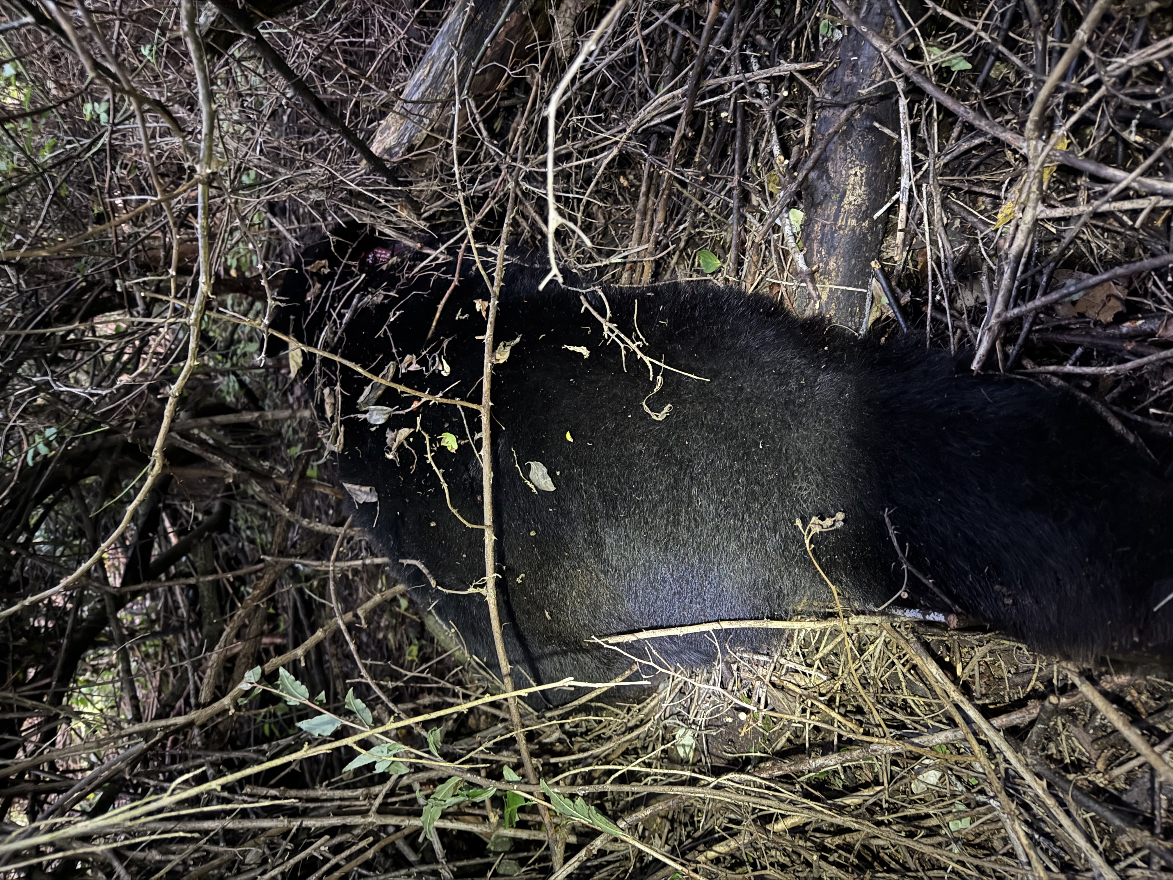 James Black Bear 2.jpeg