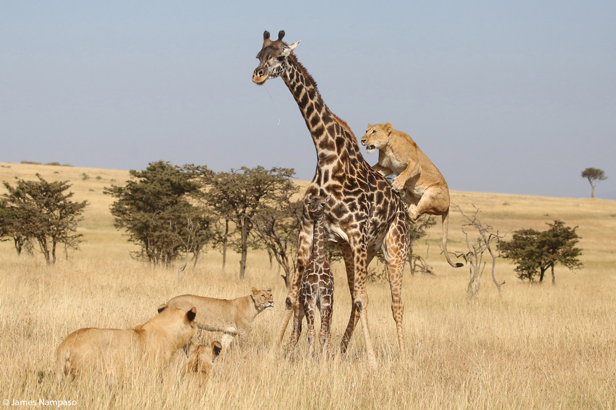 James-Nampaso-Lion-hunt-Olare-Motorogi-Conservancy-Kenya-1.jpg