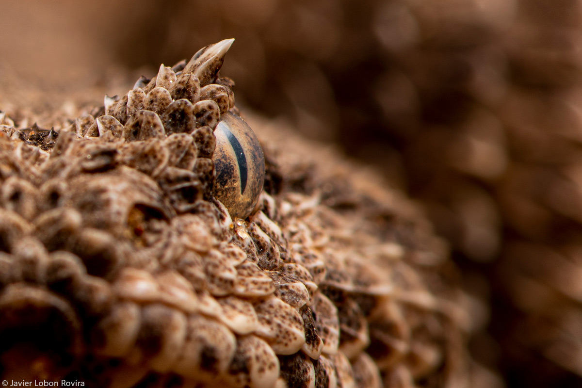 Javier-Lobon-Rovira-Bitis-Horned-adder-Iona-National-Park-Namibe-Angola-2.jpg