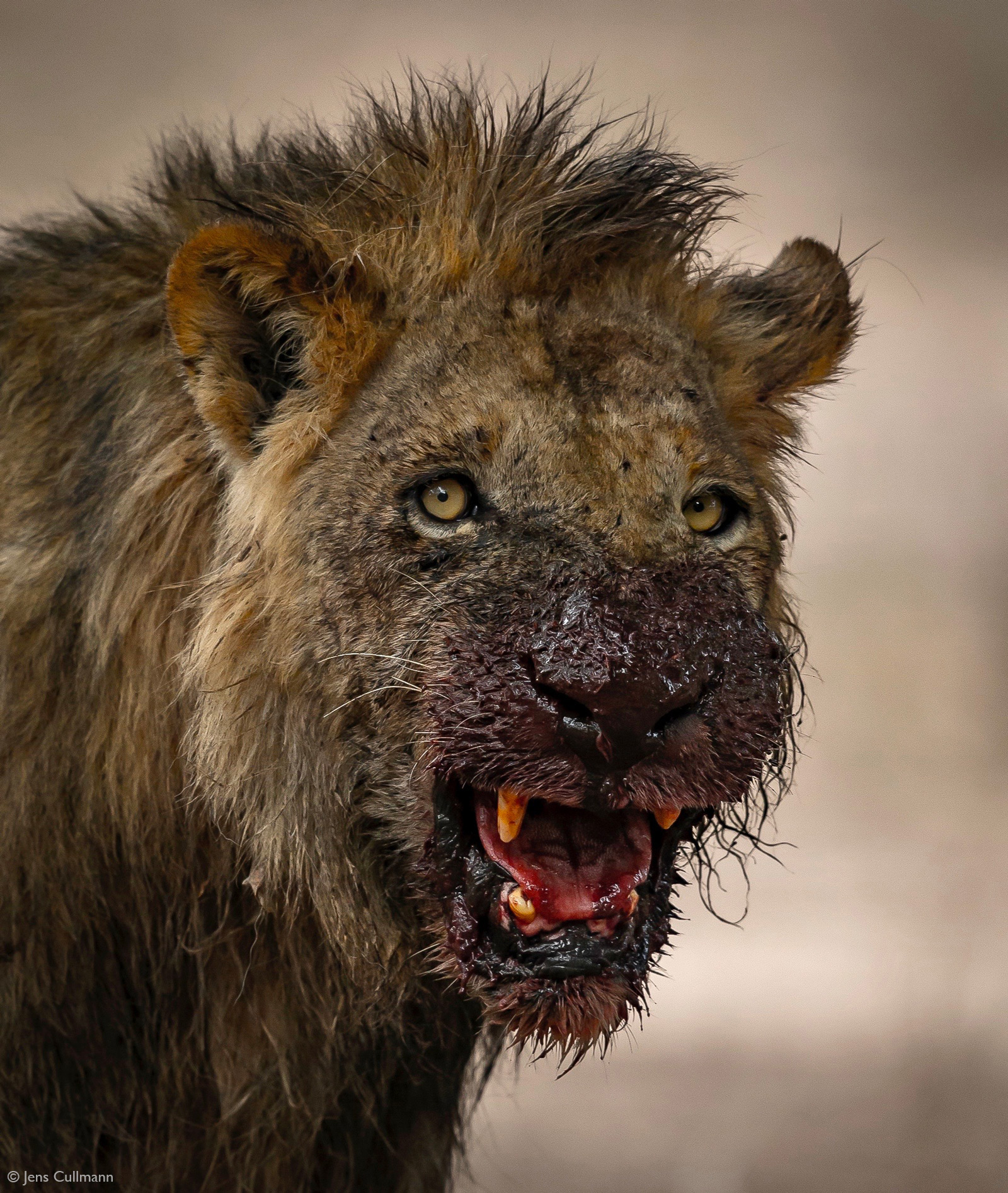 Jens-Cullmann-old-lion-eat-on-an-Eland-carcass-Mana-Pools-National-Park-Zimbabwe.jpg