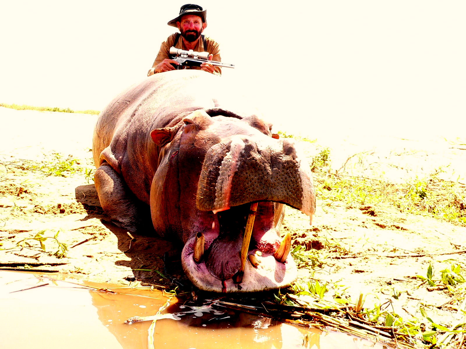 JERRY BIEGEL HIPPO.jpg