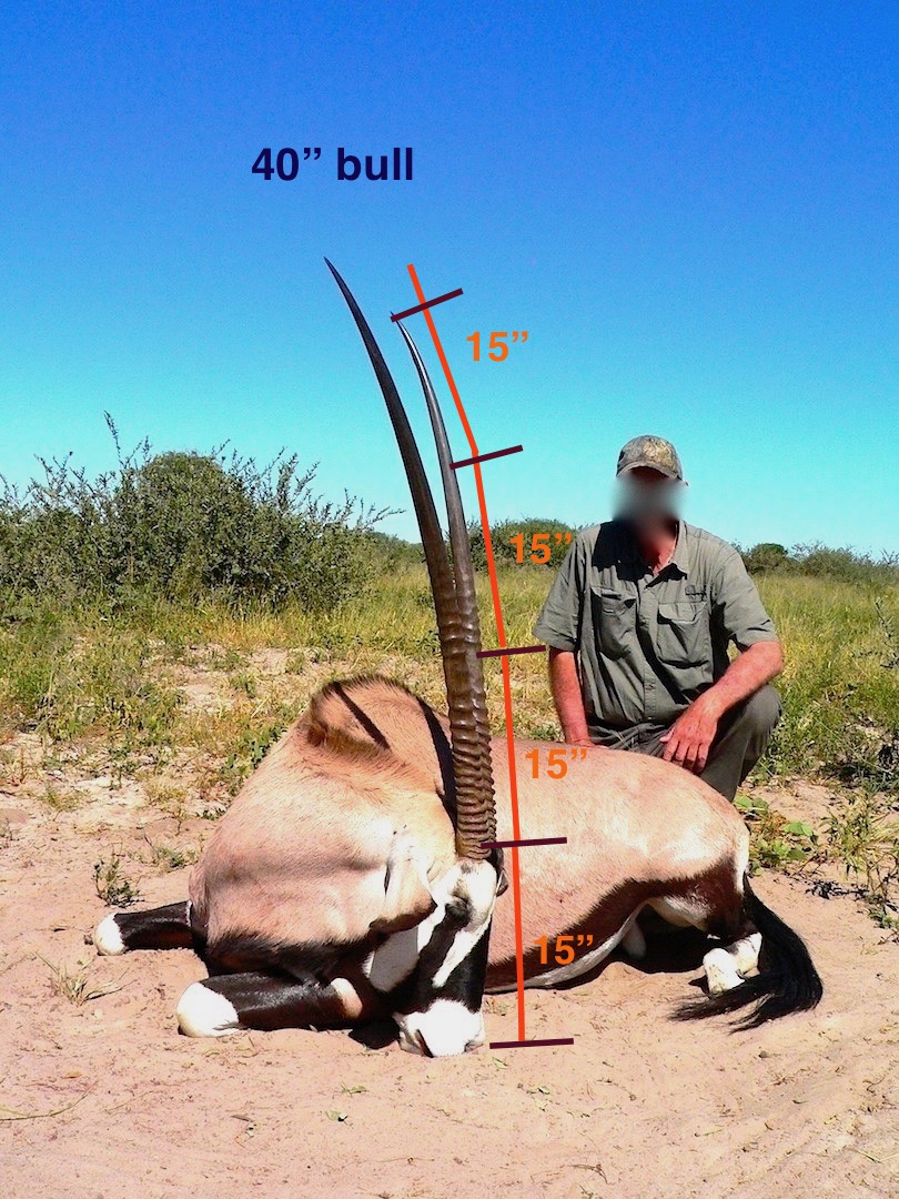 Kalahari gemsbok measurement .jpg