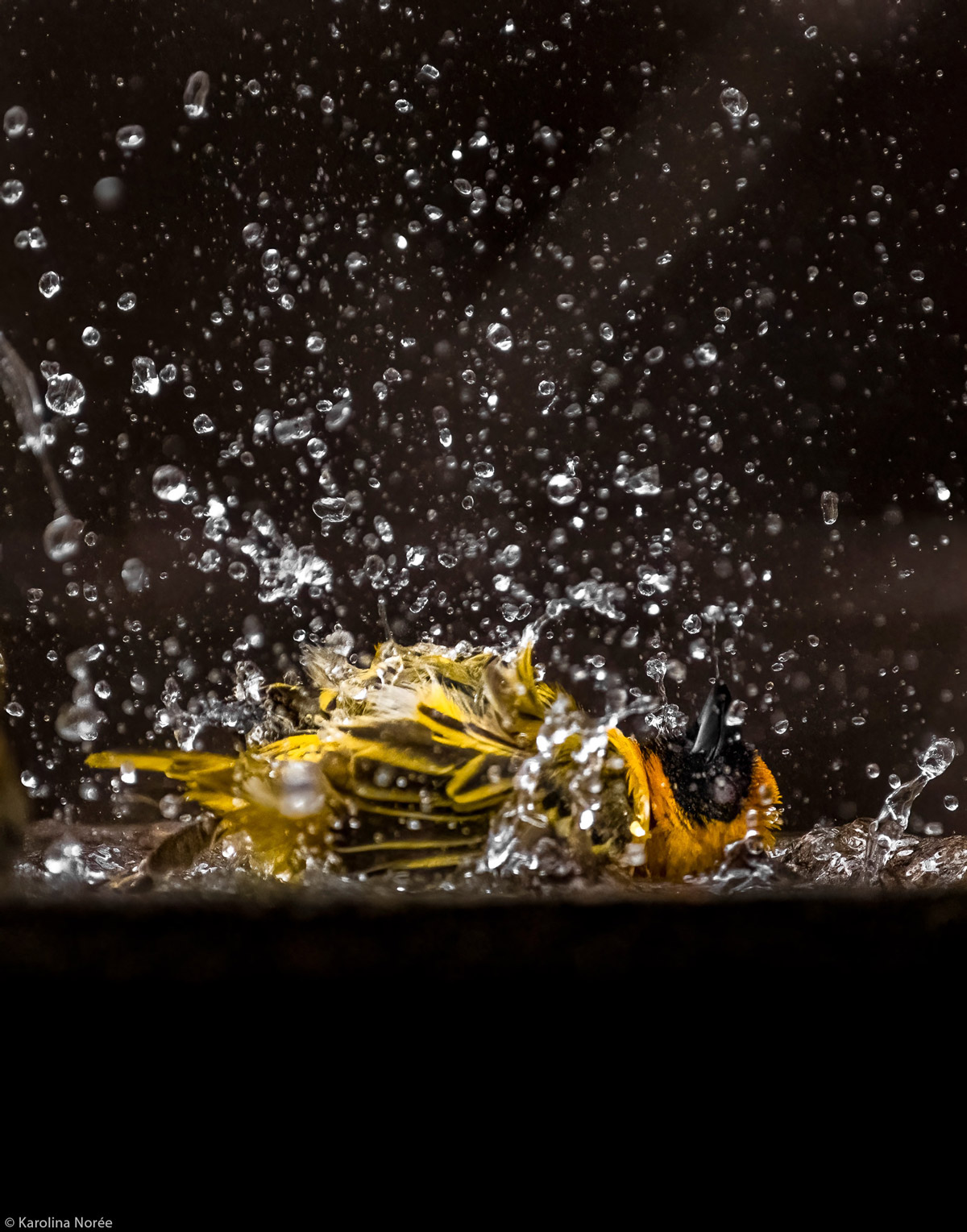 Karolina-Noree-Southern-Masked-Weaver-cooling-down-bird-bath-Lower-Sabie-rest-camp-KNP-SA-1.jpg