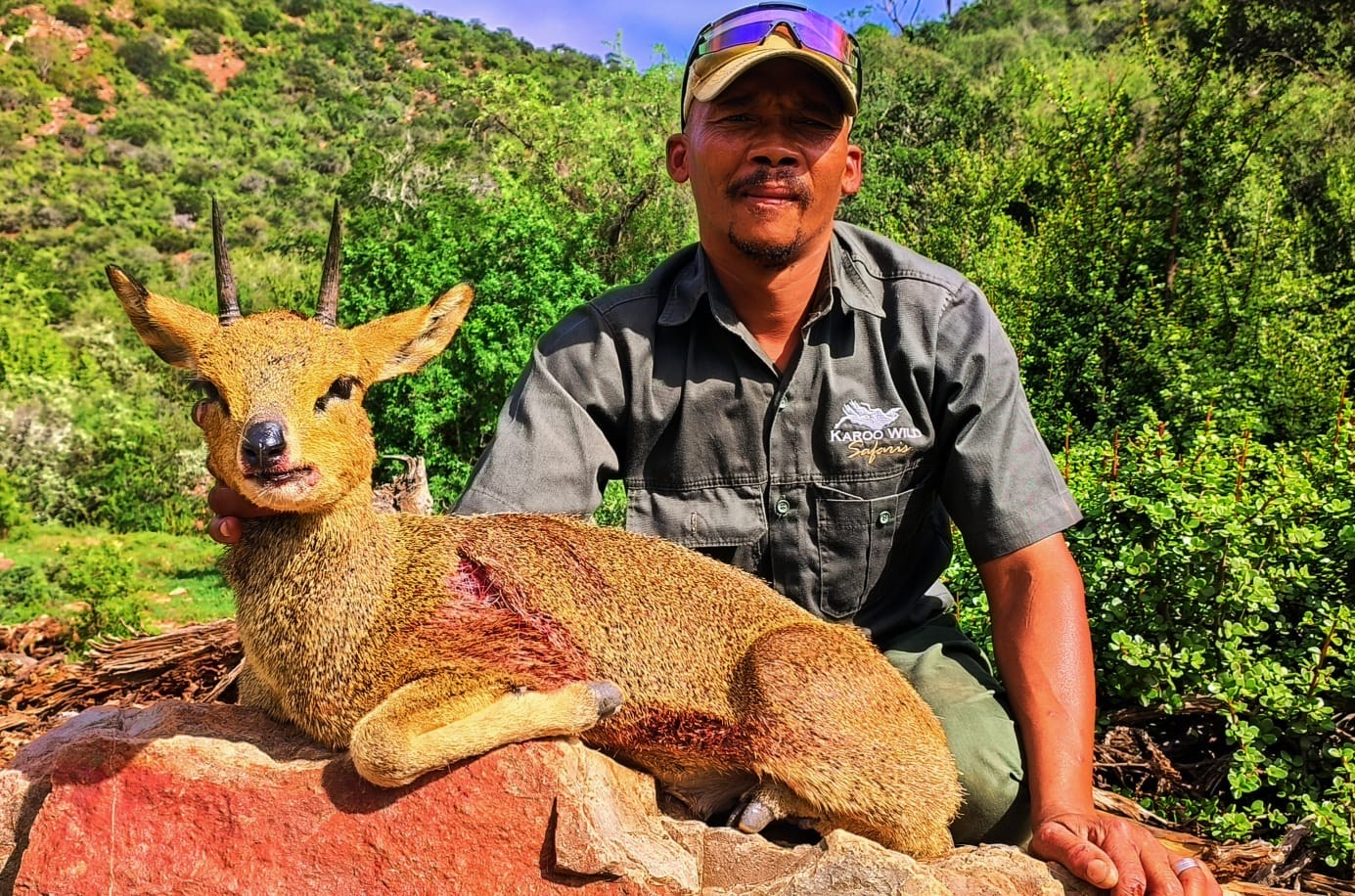 Klipspringer.jpg