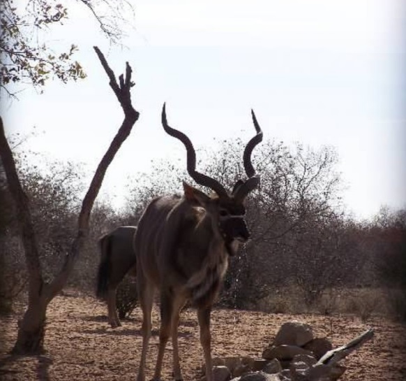 kudu 2.jpg