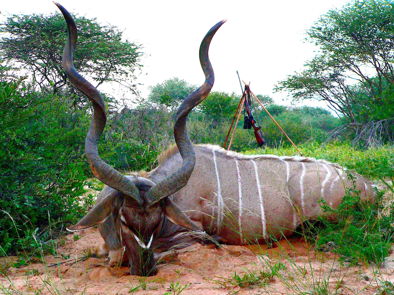 Kudu and Kalahari sand copy 1 med.jpg