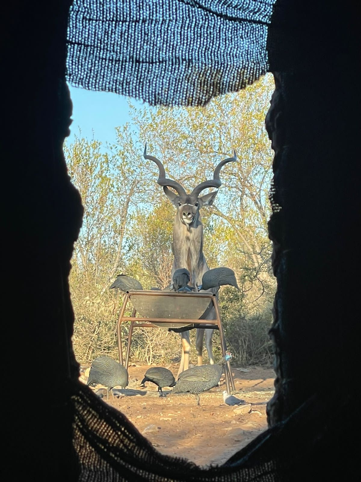 kudu blind 3.JPG