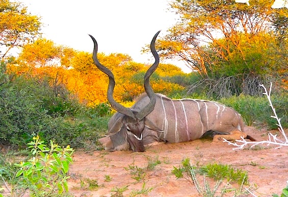 Kudu desert copy 1.jpg