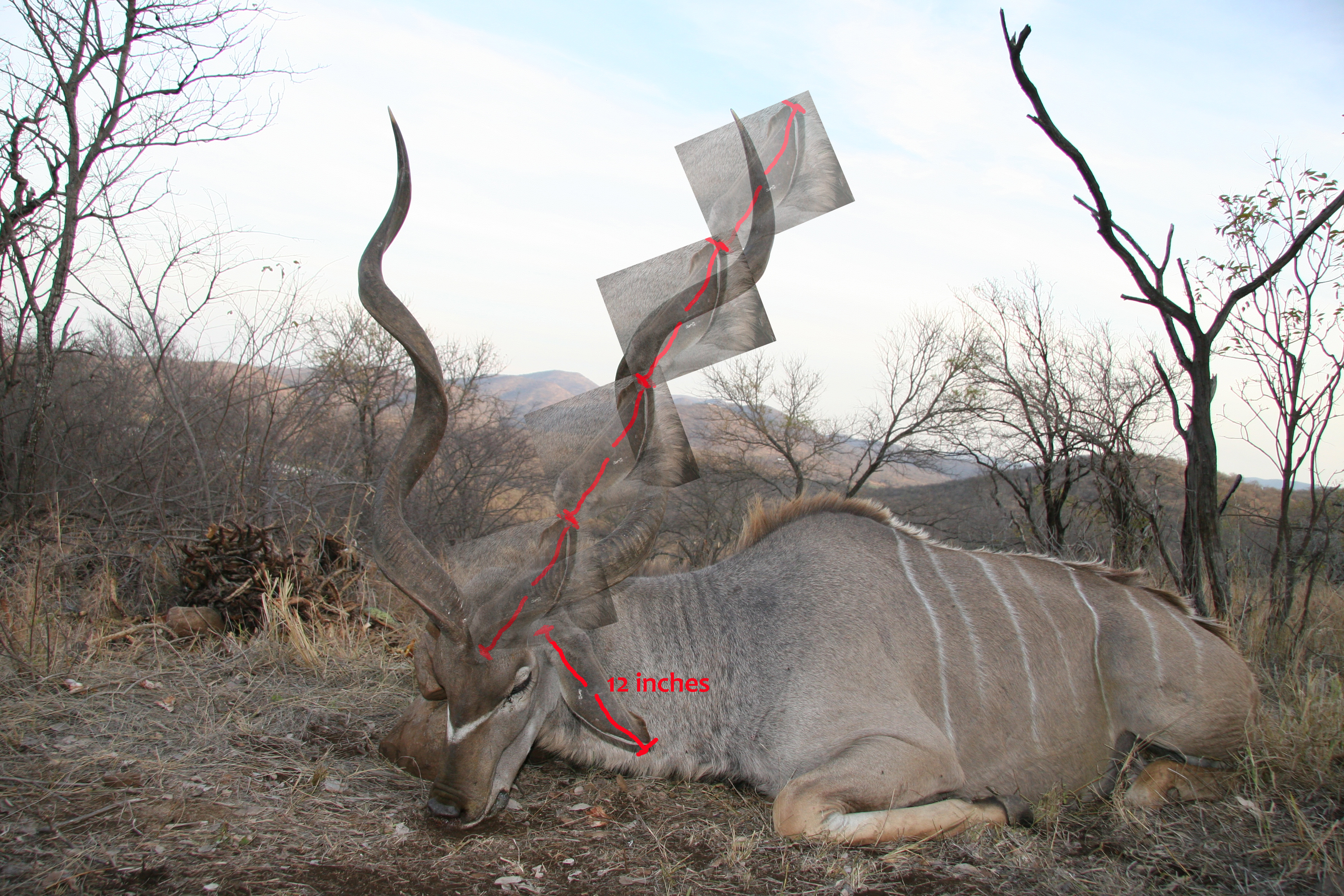 kudu estimate kzn.jpg