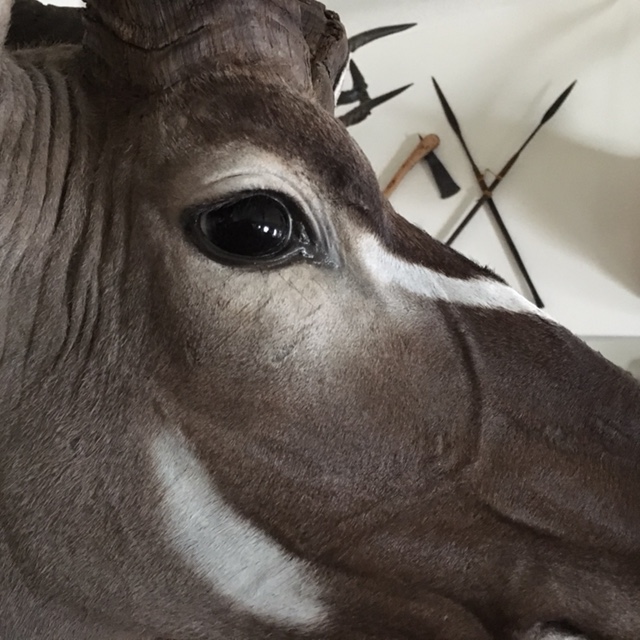kudu eye detail.JPG