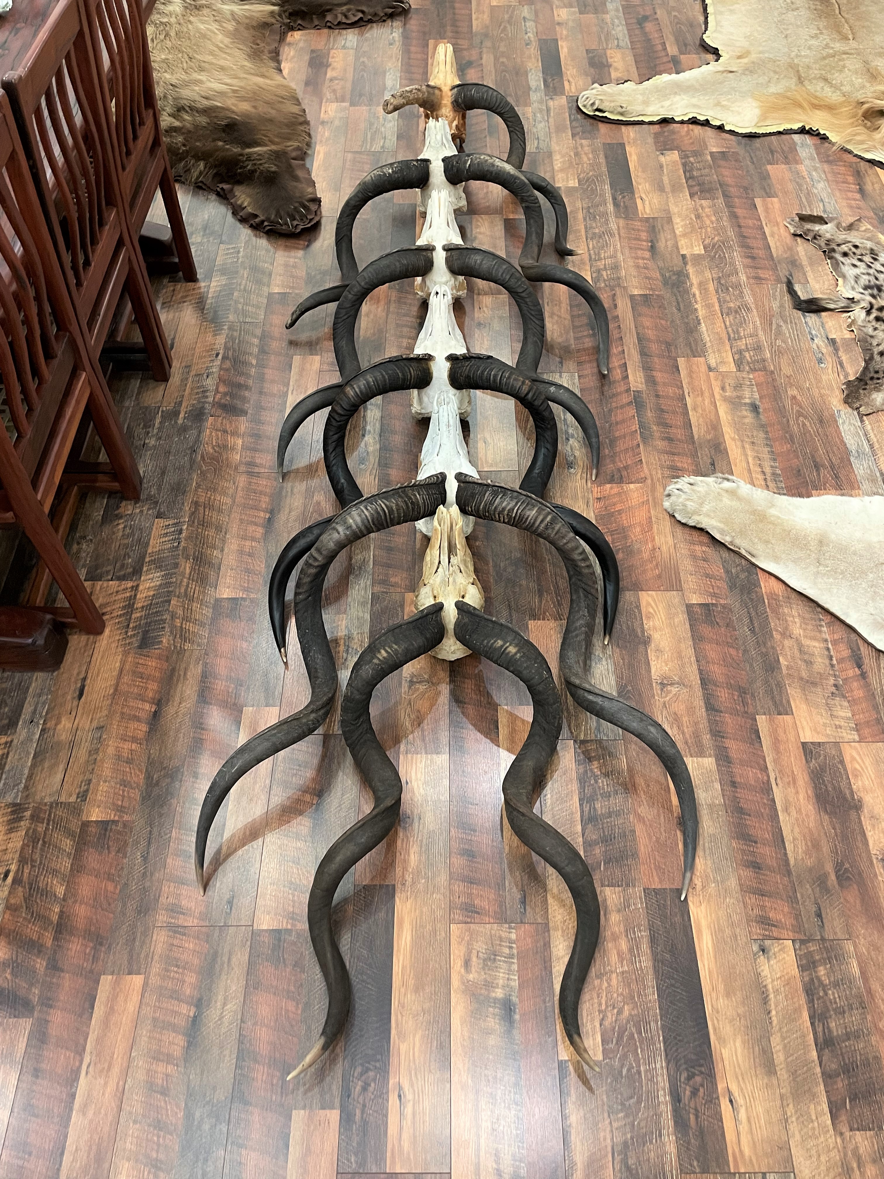 KUDU HORNS 1.jpg