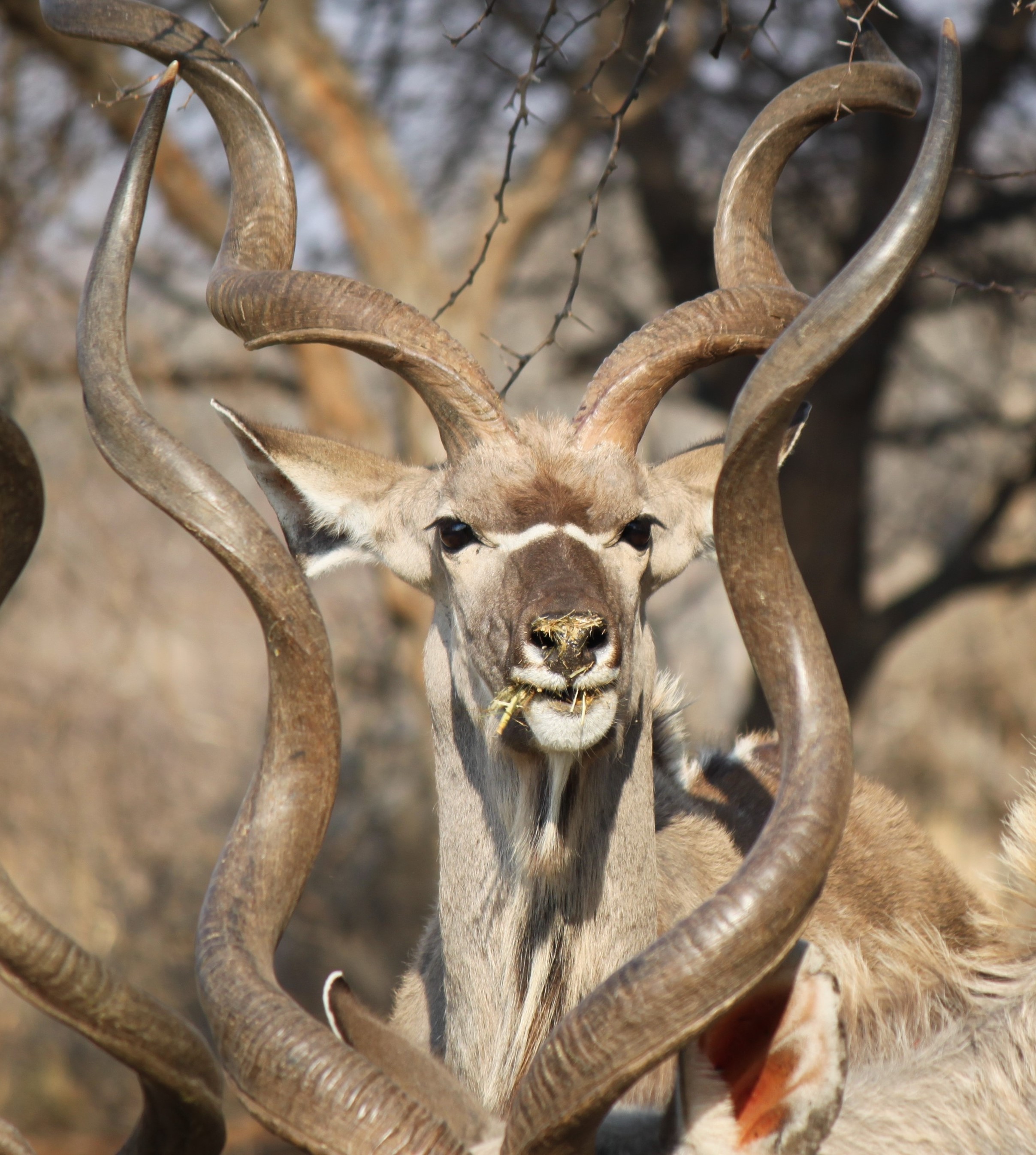 kudu in the horns.JPG