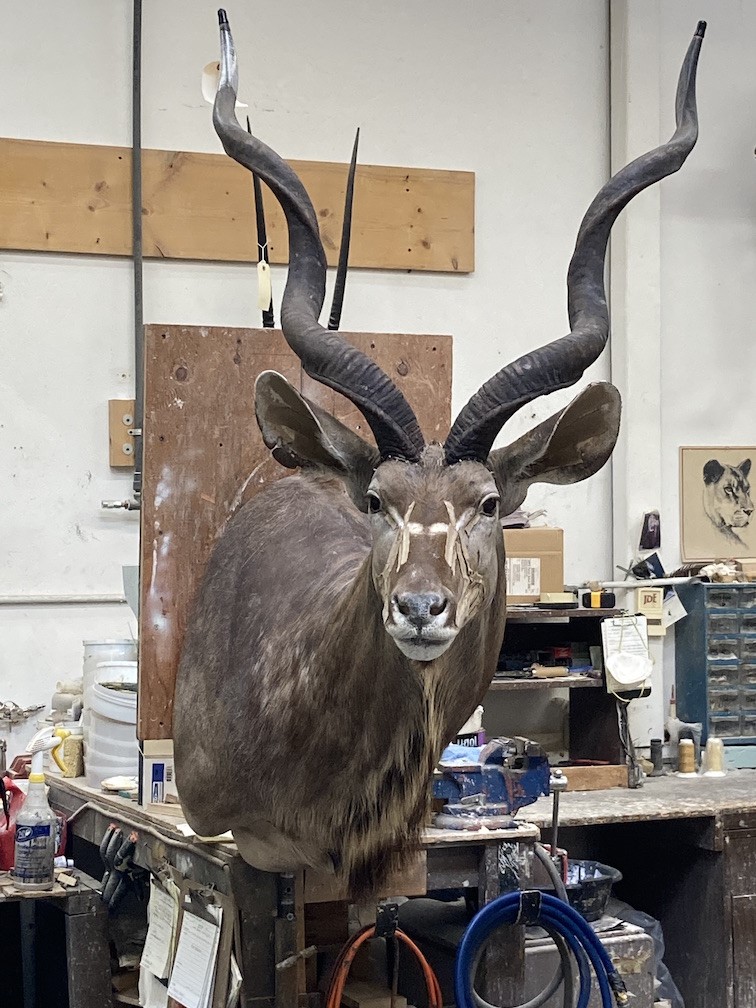 Kudu.jpeg