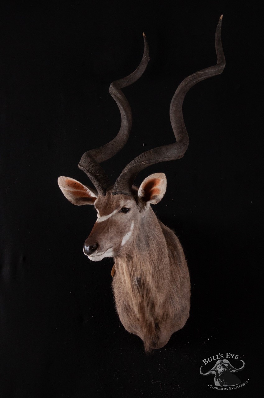kudu mount.jpg