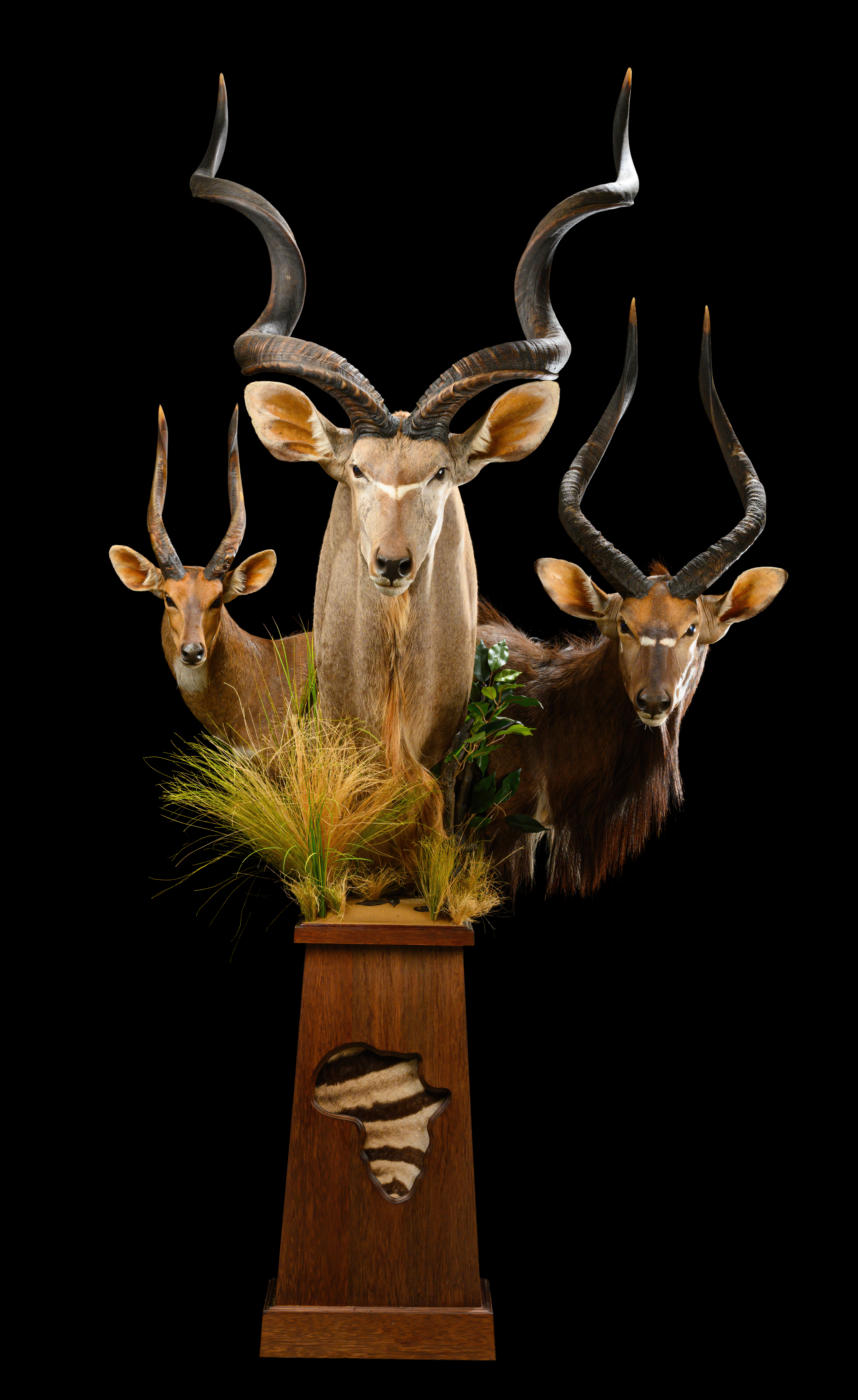 Kudu,Nyala,Bushbuck Pedestal Combination - II0040.jpg