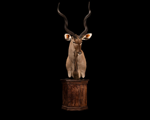 Kudu Pedestal Mount.jpg