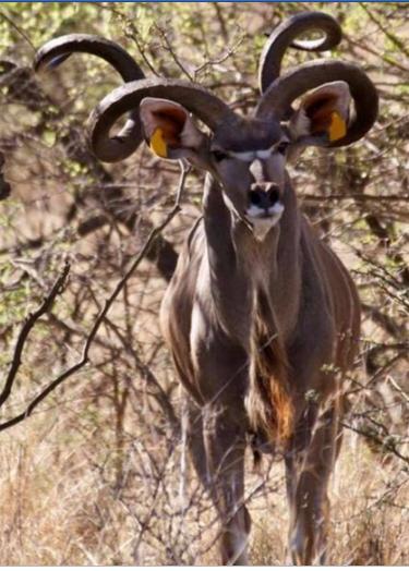 Kudu.png